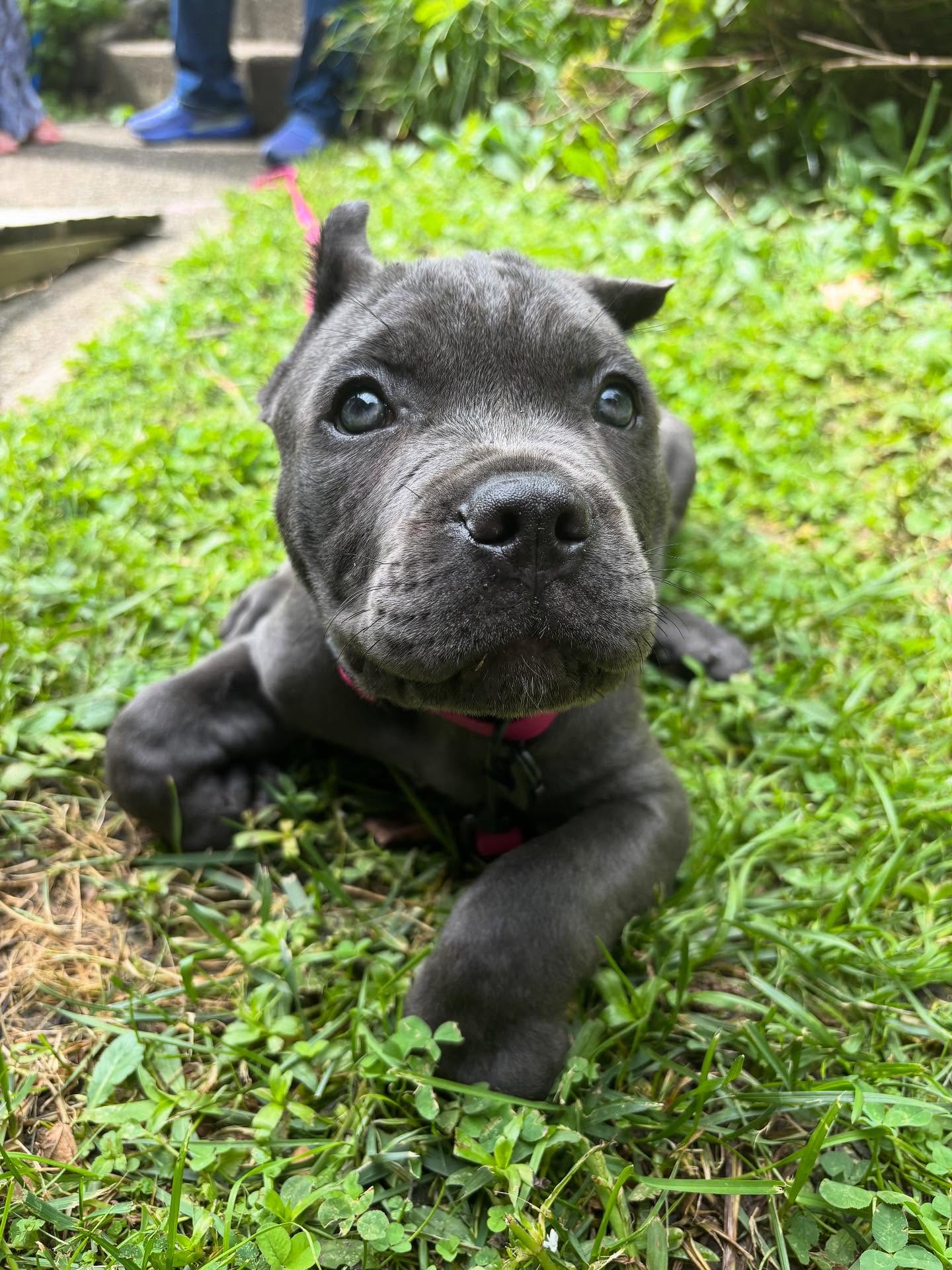 I might be a little jealous because David is training this cute cane corso pup. 





