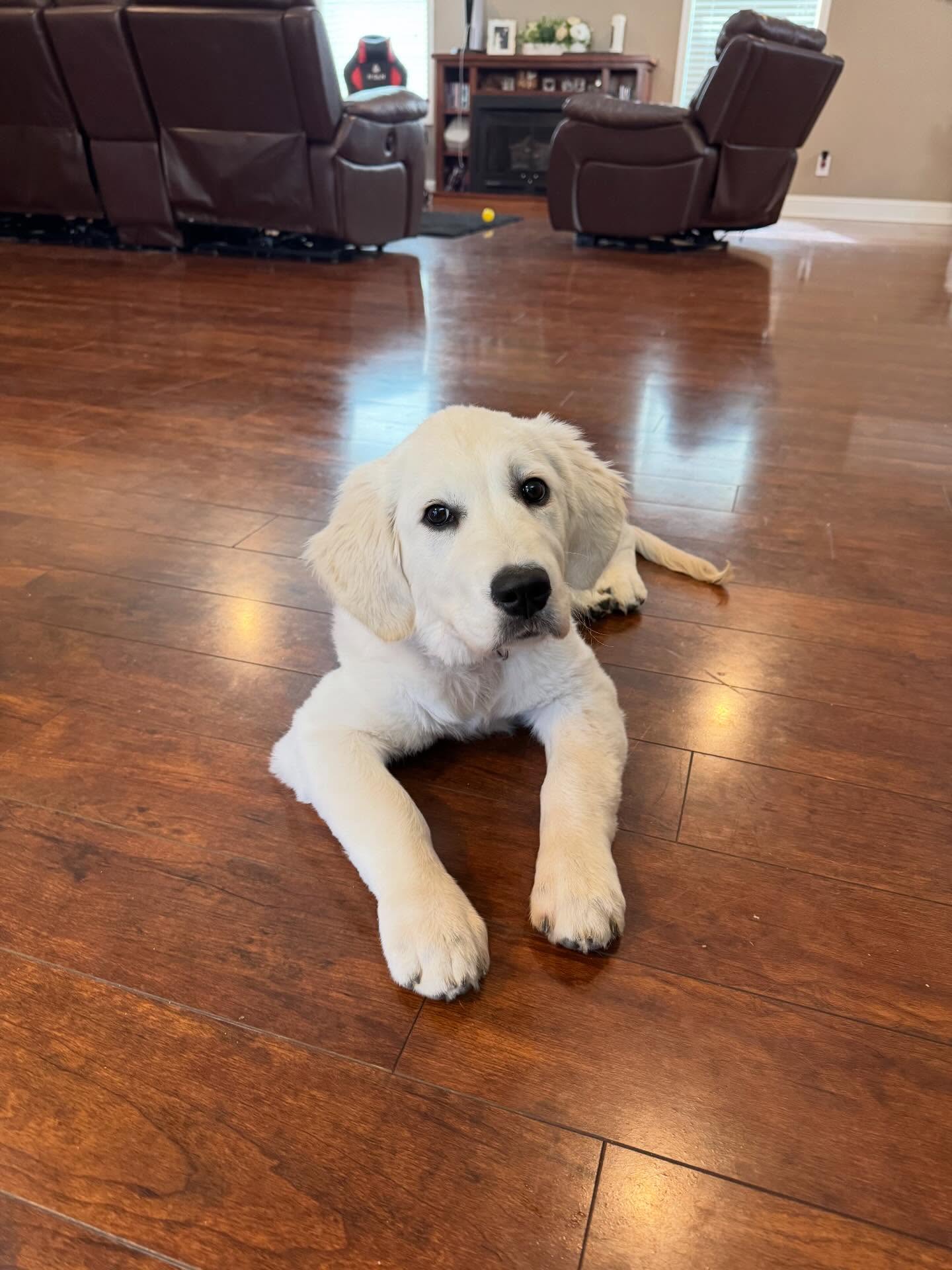 Sweet little Belle is going to make an amazing service dog when she&rsquo;s all trained up. Her mom is doing a fantastic job with her.





