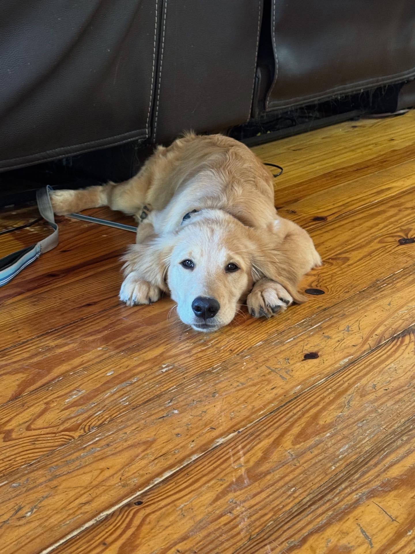 Colt is exhausted from today’s training session, but he nailed learning sit at a distance. He’s focusing on obedience training before advancing to service training.






