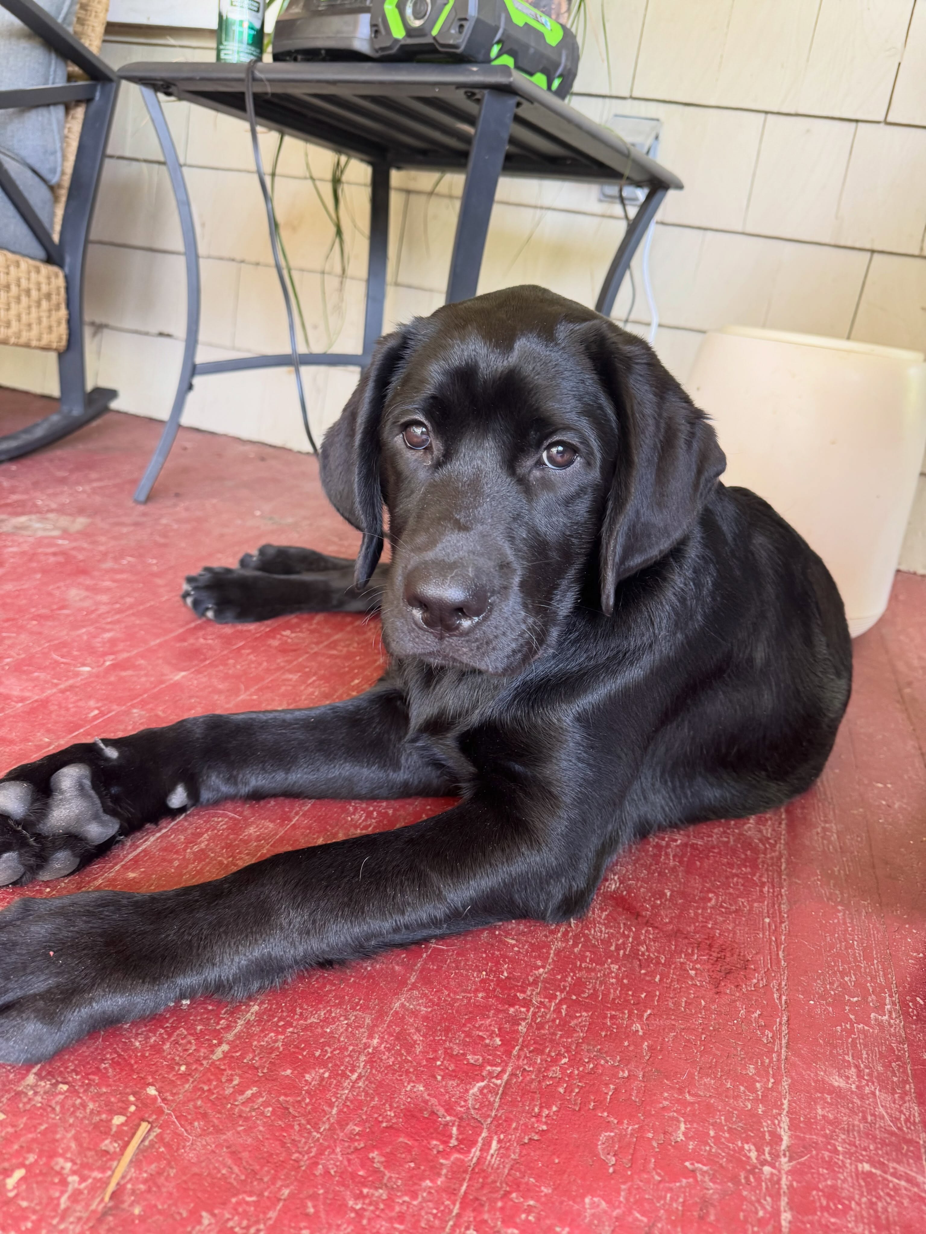 Roxy is 16 weeks old and started her obedience training.  She had a big day learning to come when called and she did an amazing job!




