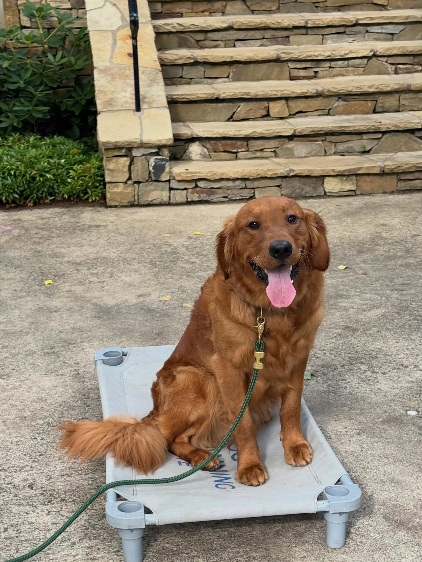 Teddy is well on his way to being the best boy all the time.  He loves people but can be a little too excited.  He is learning &ldquo;place&rdquo; today to give him a job until he&rsquo;s a little calmer.




