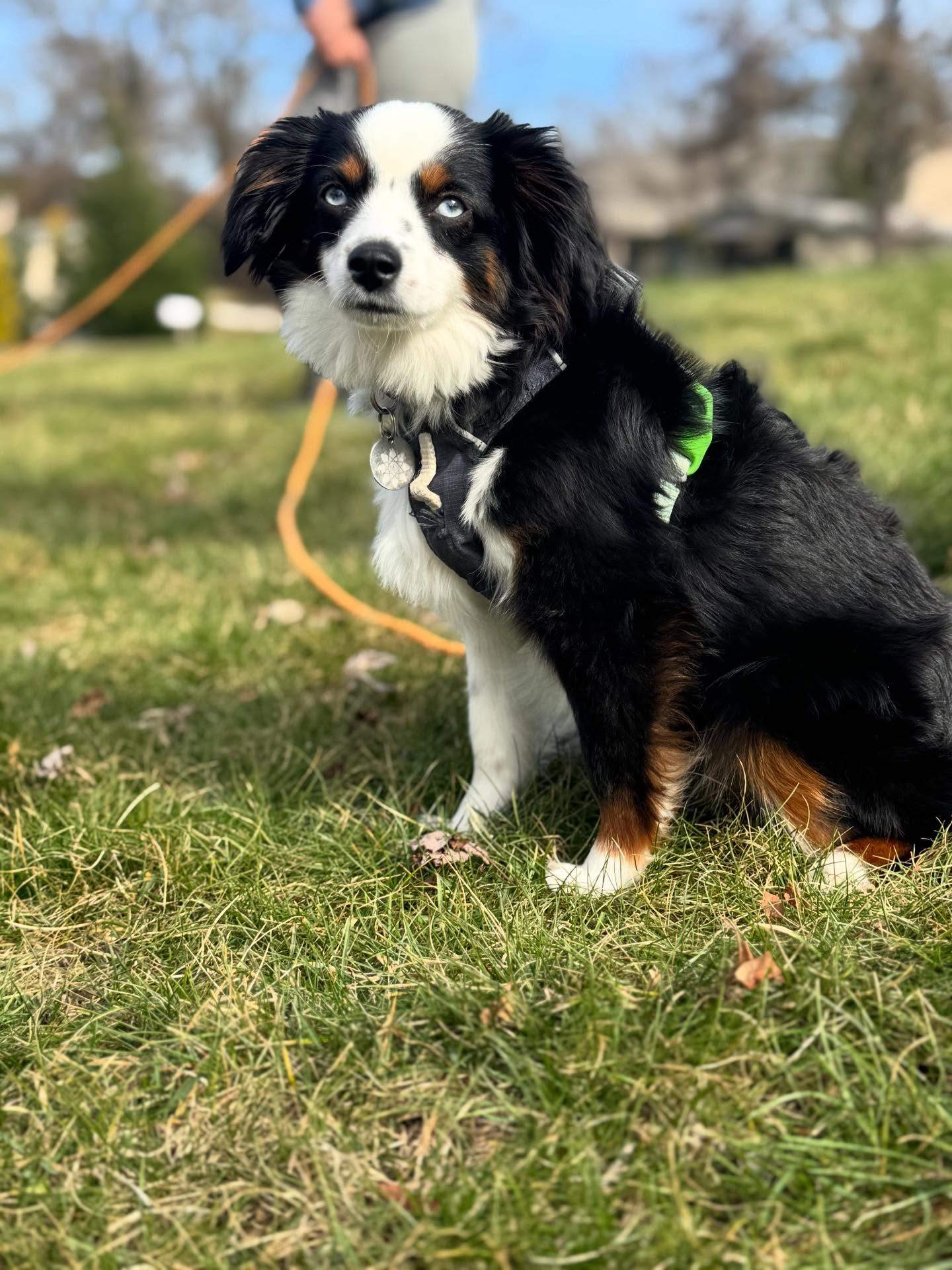 Scylla&rsquo;s second training went amazing, she&rsquo;s becoming more confident and less standoffish.




