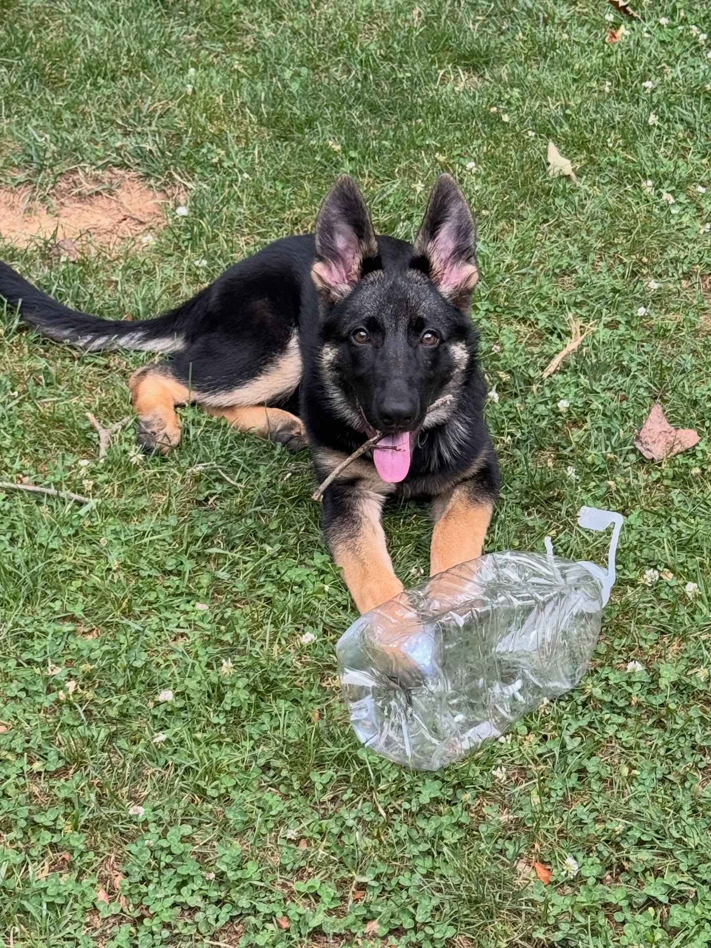 Shadow had her 1st training session today.  She is learning to come when called so that she can have more freedom while outside.





