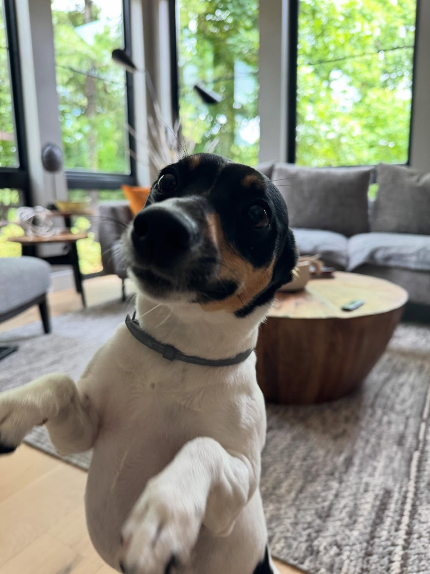 Georgia is such a love bug.  She loves to greet people by jumping on them so we are teaching her good manners on how to say hi.👋 🐾




