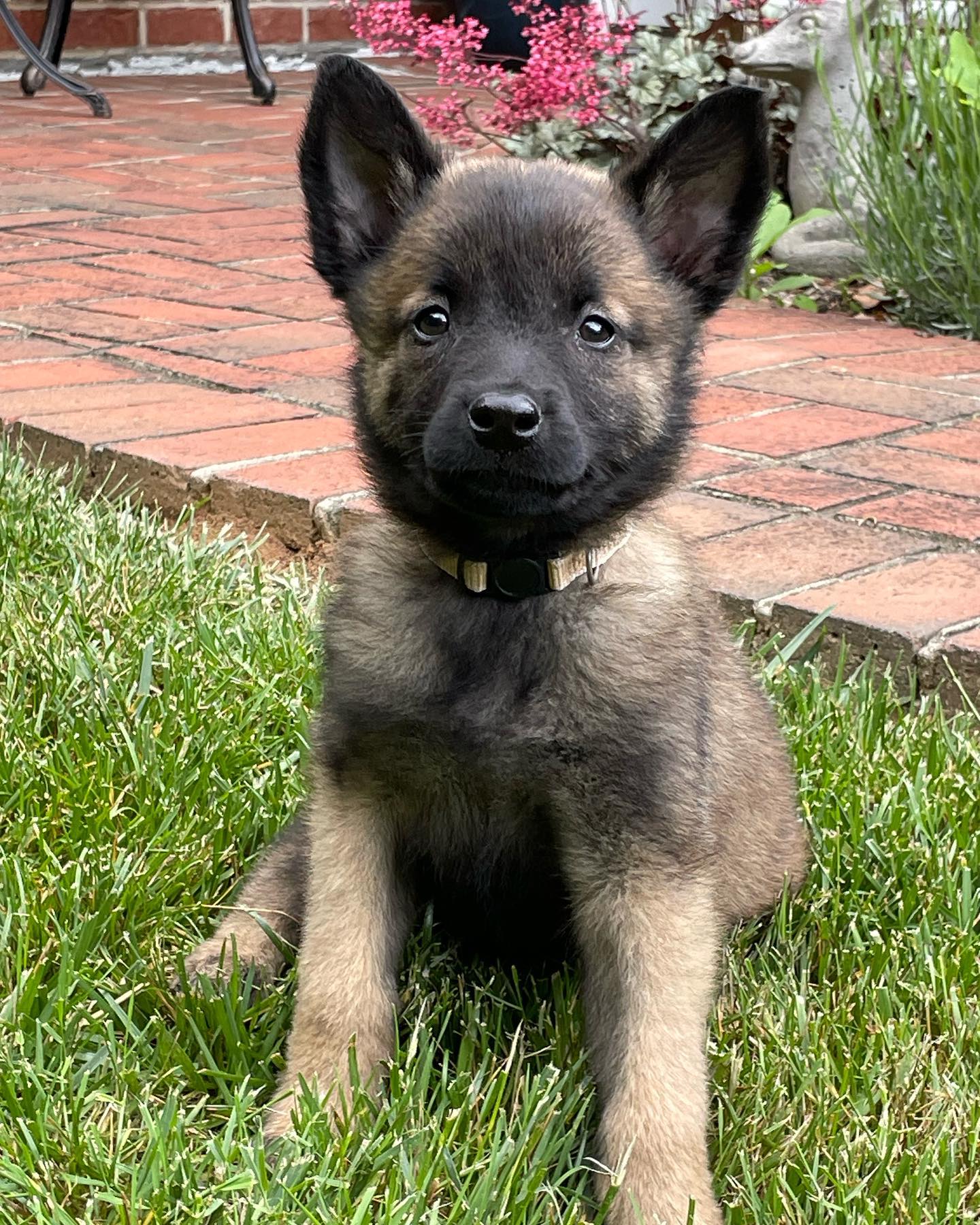 8 week old Riker started his puppy training today.  When he grows up he has plans to be a service dog.  