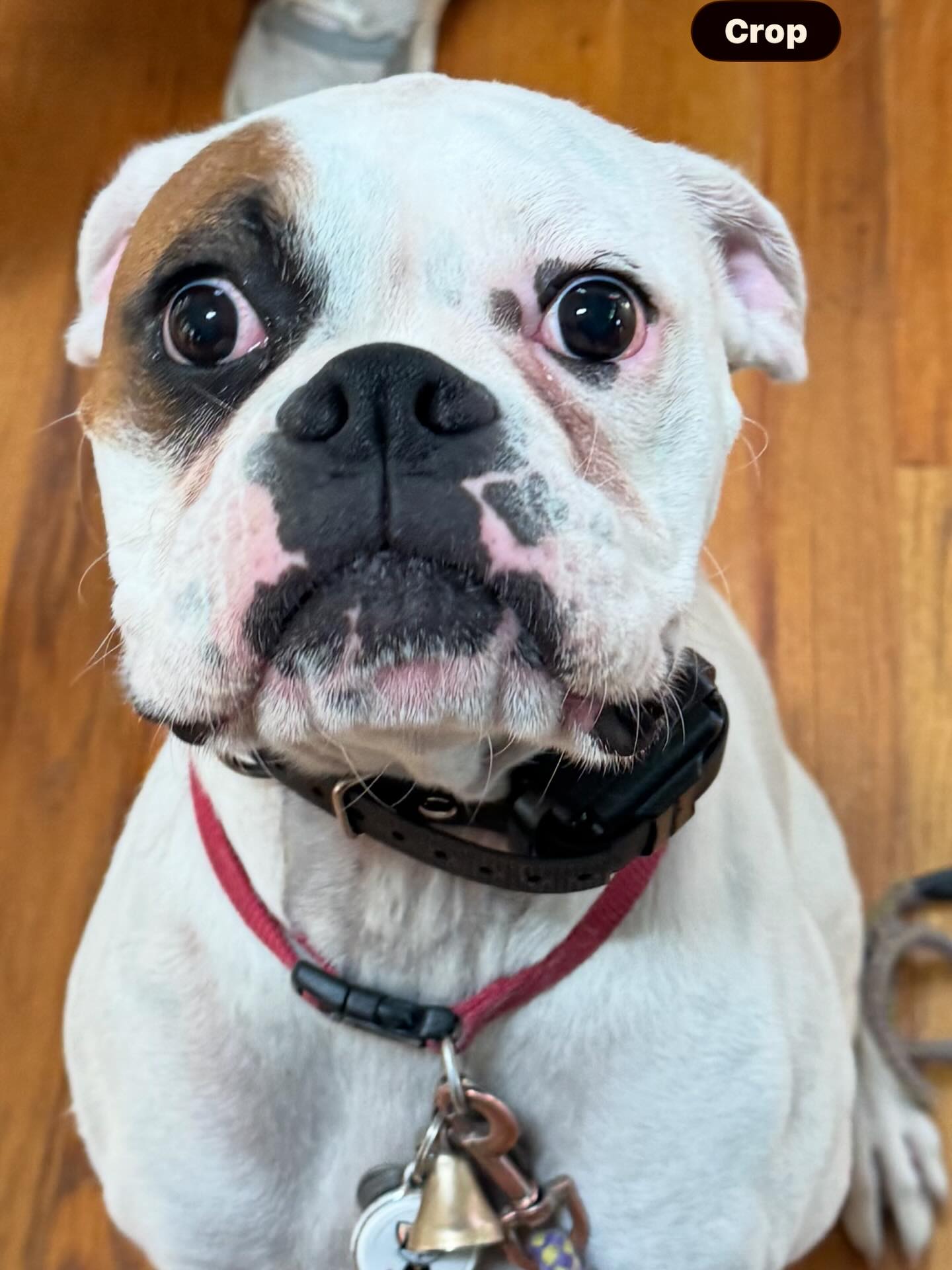 Lucy is beyond thrilled when visitors come over. She loves to show off her bouncy moves. Now she's learned to say hello with some class.




