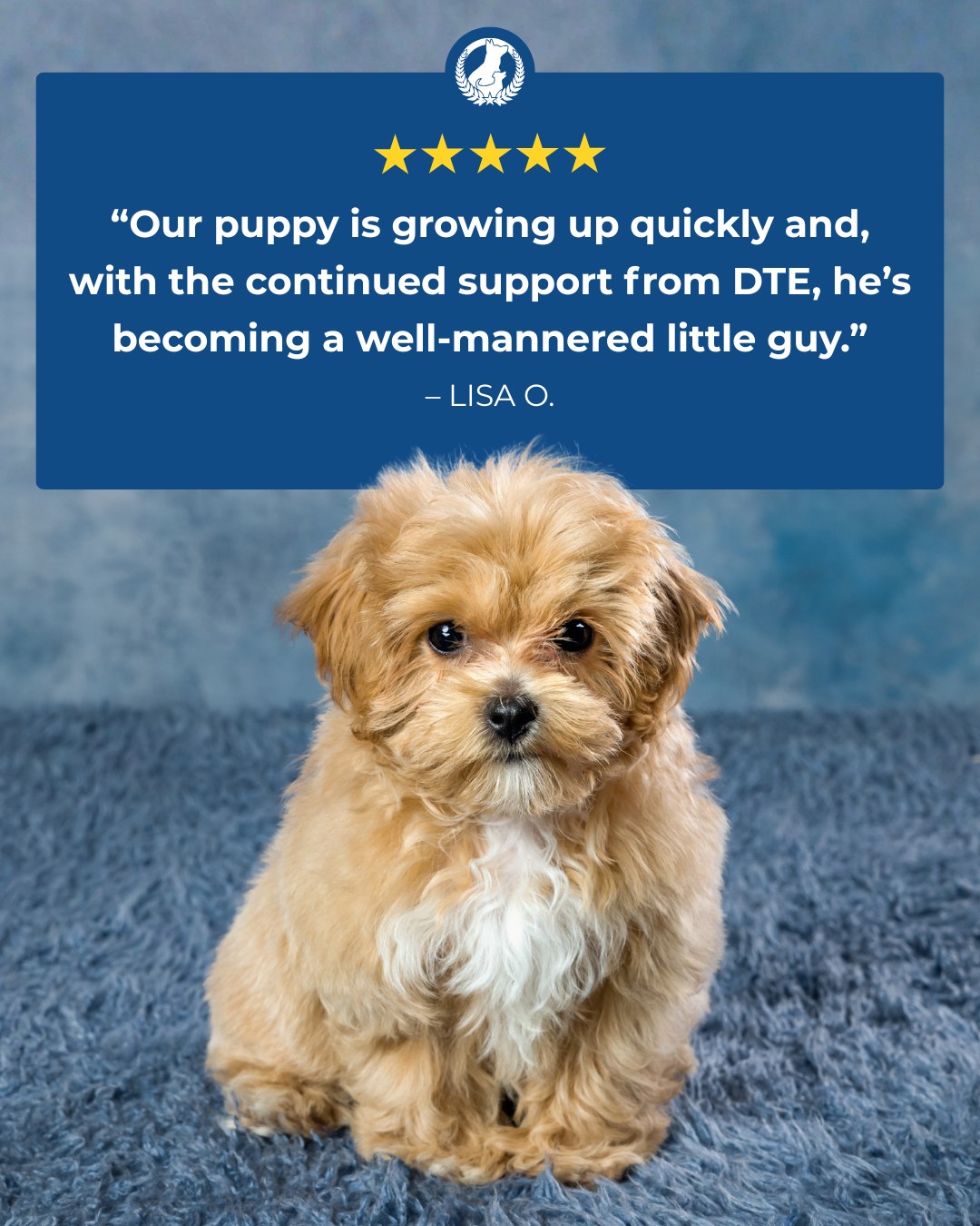 Helping puppies learn and grow is one of the best parts of what we do. 🐾

Here's what one client had to say about their experience with Dog Training Elite Asheville:

⭐️⭐️⭐️⭐️⭐️

Our puppy is growing up quickly and, with the continued support from DTE, he's becoming a well-mannered little guy. &ndash; Lisa O.

 Call 828-595-3647 today to learn more about our puppy training program!

