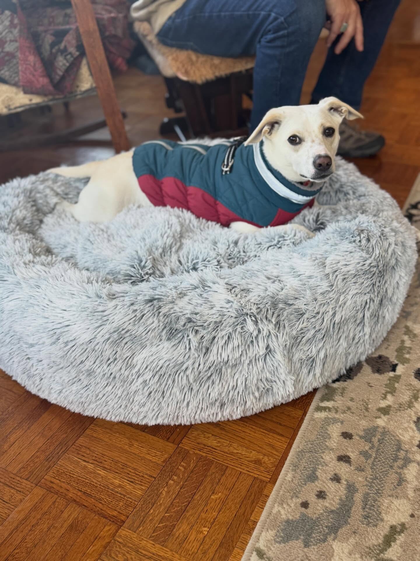 Angel is learning to stay calm when company comes over. He gets a little excited with guests.  The place command is helping him relax.




