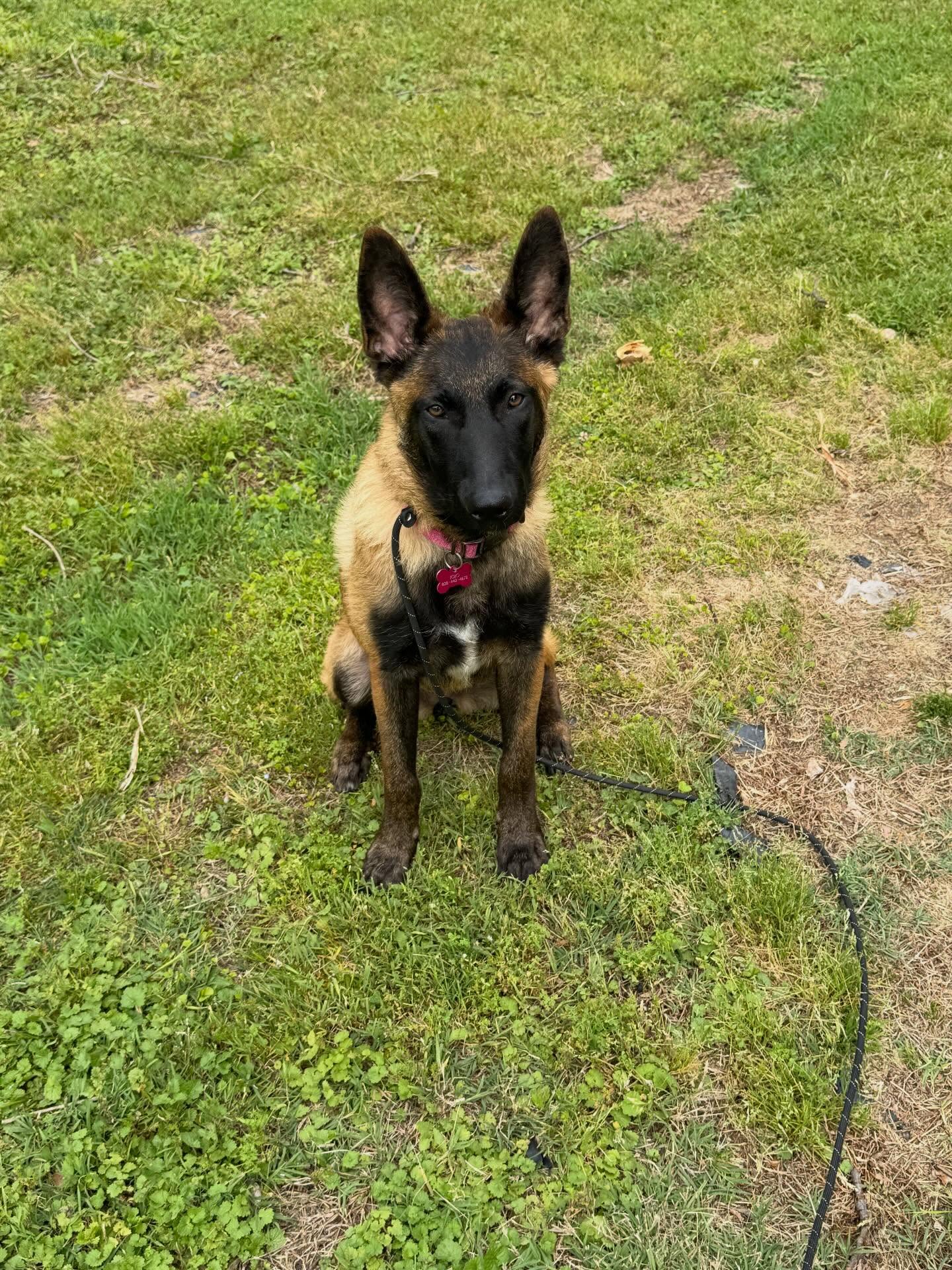 Jojo&rsquo;s 1st day of training was a huge success.  She is a 6 month old Belgian Malinois who was ready for training.🐾





