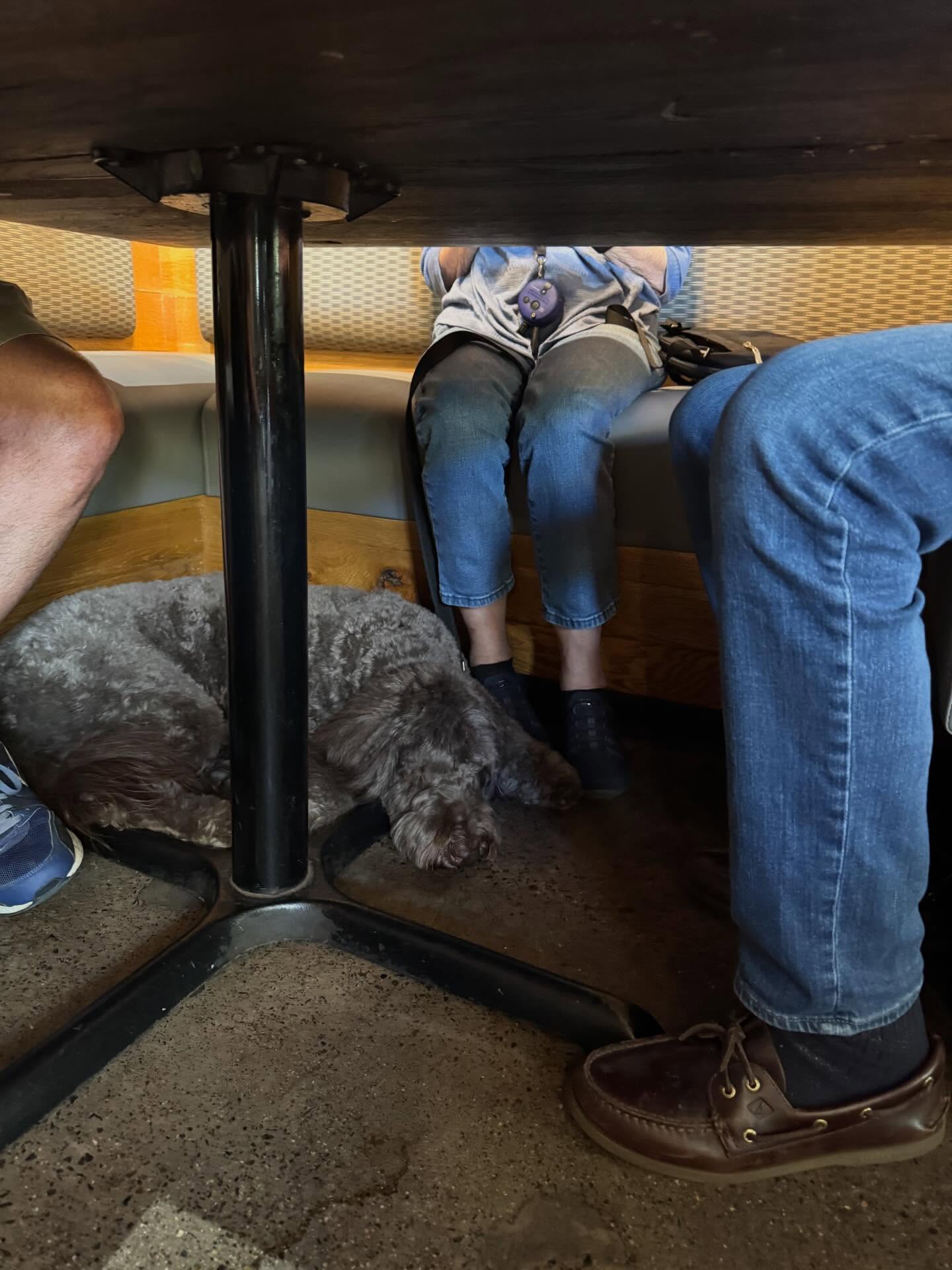 Izzy is in training to be a service dog. This is what a service dog should look like in a restaurant when her owner doesn&rsquo;t need attention.



