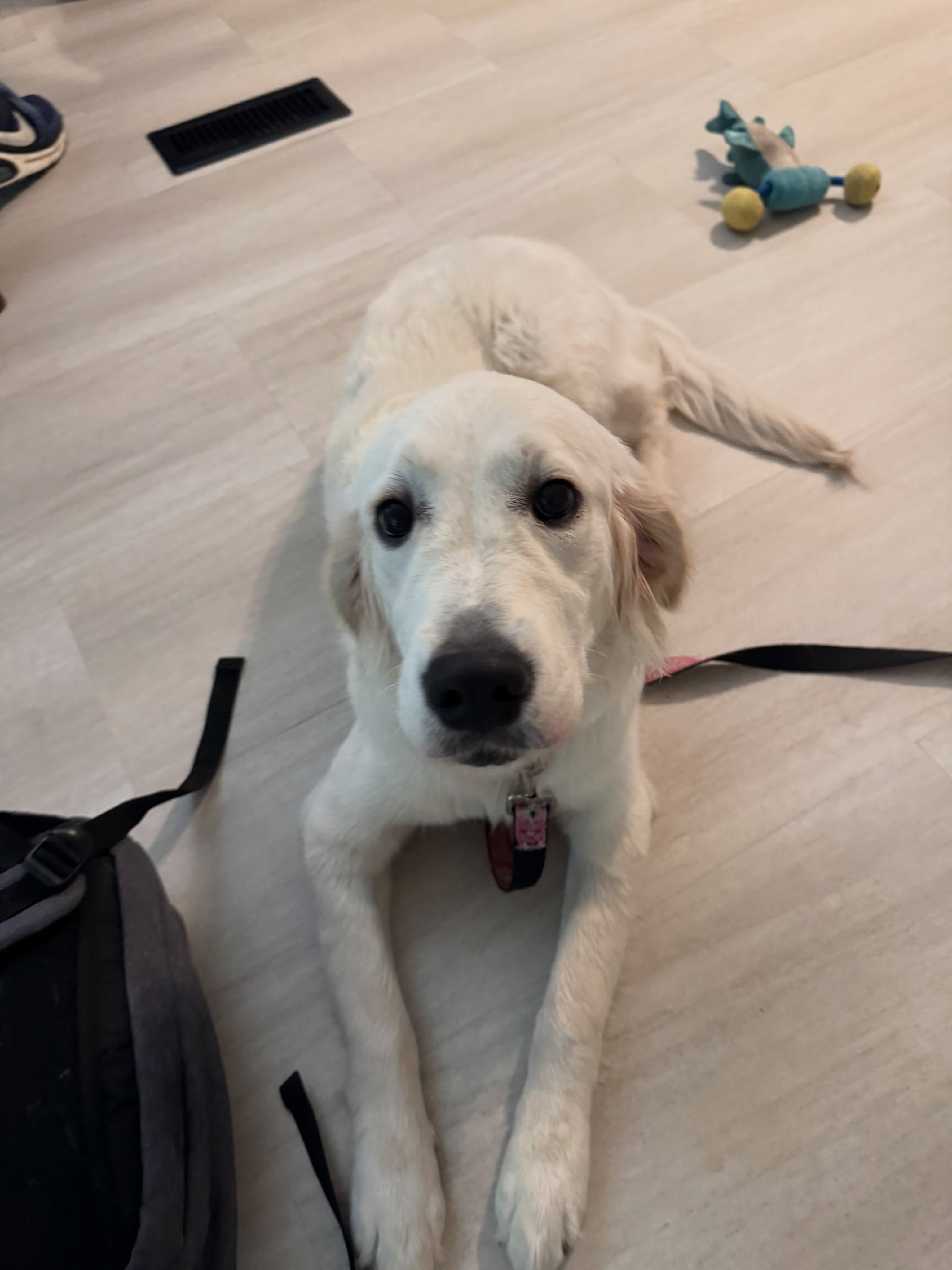 Sophia started her obedience training.  She has tons of energy and is super smart but that also got her in trouble.  We are showing her how to use that energy while she is training so that she learns how to be the best girl.




