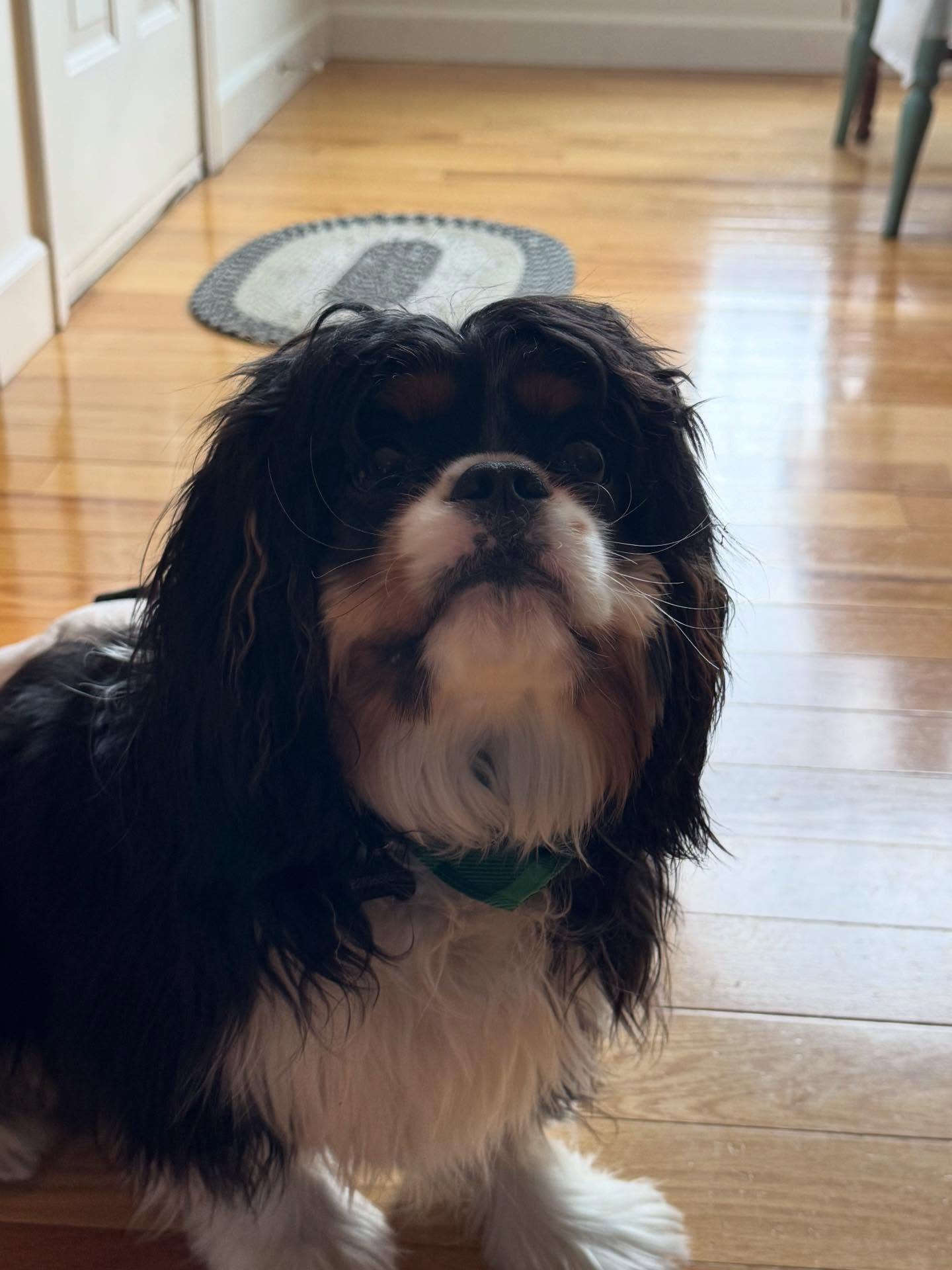 WhitB&rsquo;s first day of training went amazingly well. He&rsquo;s one smart pup and has the best personality.





