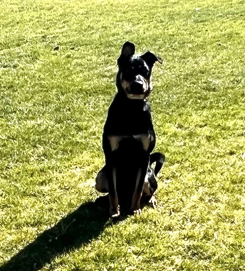 Come! should mean come now, not come when I feel like it.
If your dog ignores you when it counts—or bolts toward distractions—it’s a safety issue, not just a training one.
We teach rock-solid recall and real-world obedience, so you feel confident on and off leash.
You don’t need to “hope” they’ll listen. You’ll know they will. 

