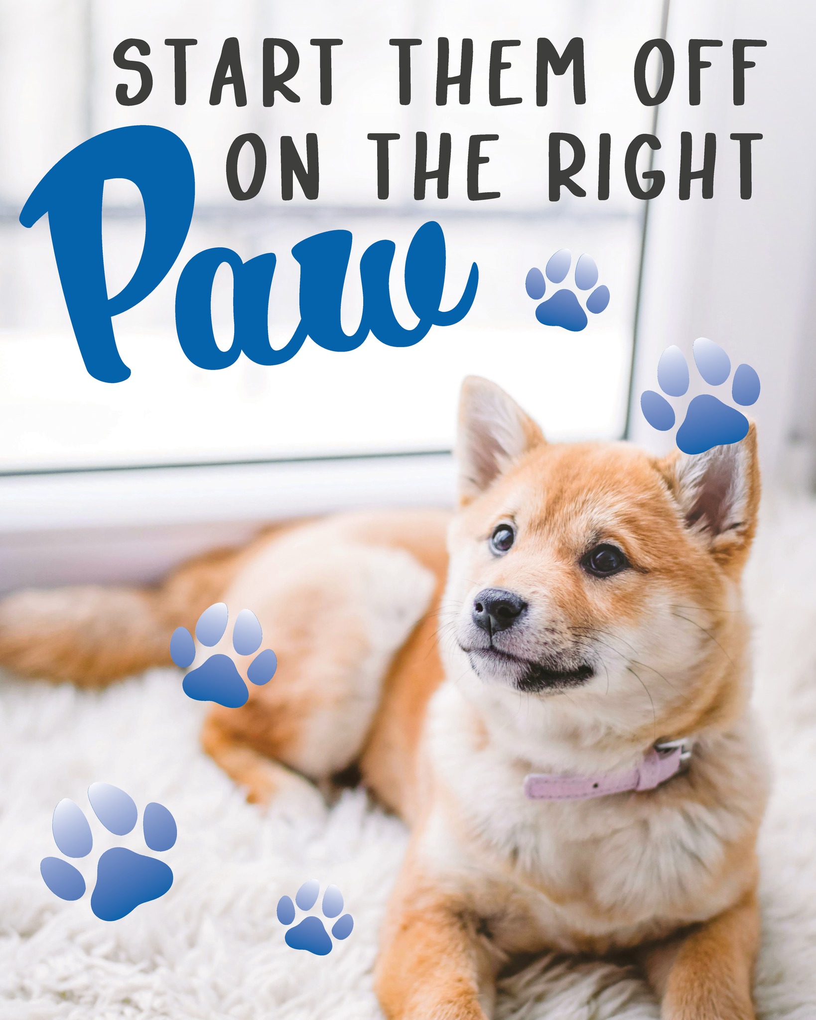 The earlier you start, the better the results. 🐾
Whether you’ve got a brand-new puppy or a teenage tornado, we’ll help you build obedience, manners, and calm behavior from Day 1.
Don’t wait until you’re desperate—get ahead of the bad habits now.

 