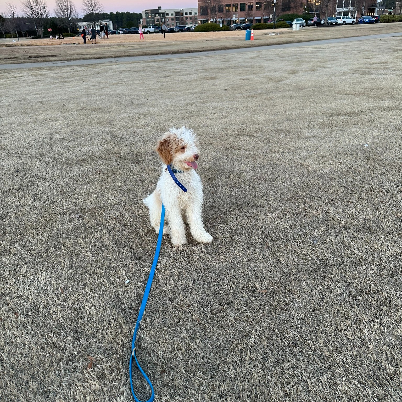 Puppy teeth are no joke—and neither is a dog that thinks nipping is a game.
We help families move from “It’s just a phase” to “Wow, he’s calm and respectful now.”
Structured obedience and accountability turn wild pups into well-mannered dogs.
Let’s fix the biting now—before it becomes a habit.


