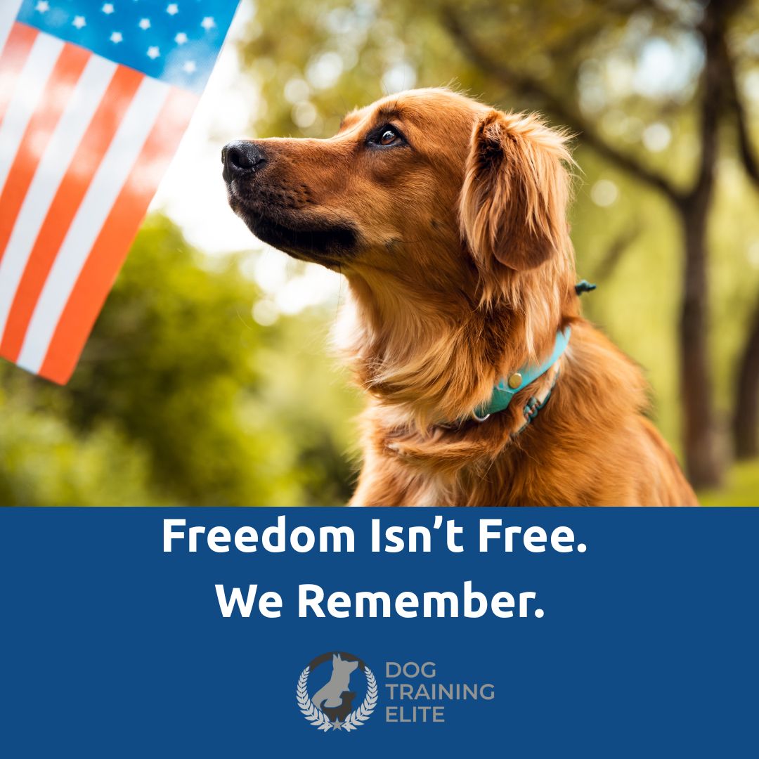 Today, we pause to remember the brave men and women who gave everything for our freedom. 

At Dog Training Elite, we are honored to work with veterans, active service members, and the incredible dogs who stand beside them. But today is not about celebration — it's about remembrance.

We honor those who served and never came home.

We carry their memory forward with gratitude and respect.

Because of their sacrifice, we have the freedom to live, work, and serve others.

To the families who have lost a hero — we see you. We thank you. We remember.

