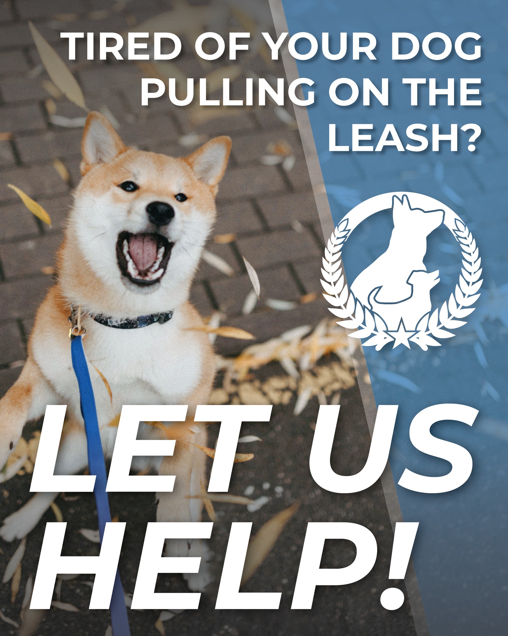 Tired of feeling like you’re flying a kite instead of walking a dog? 🎈
Leash pulling makes every walk stressful—and it doesn’t have to be that way.
With our training, your dog can:
🐕 Walk calmly at your side
🤝 Listen to your pace and direction
💬 Respond to you, not distractions
Let’s bring the joy back to your walks.

 