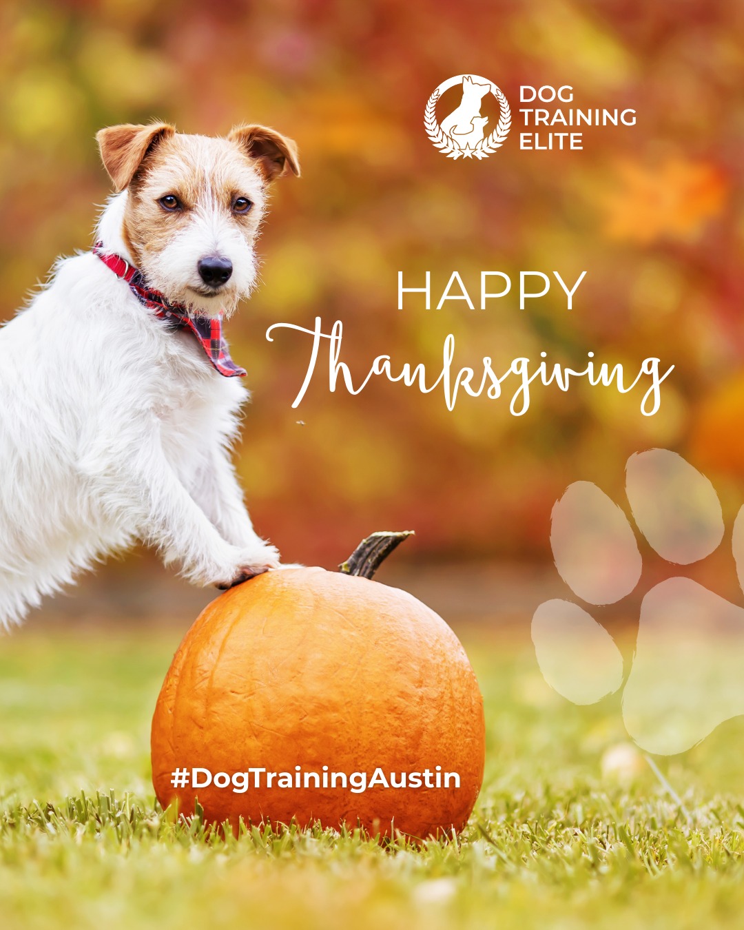 Pass the turkey... and the good behavior! 🦃🐶

We’re thankful for the dogs who teach us patience, laughter, and loyalty, and for the owners who put in the work to help them shine.

From polite table manners to peaceful holiday walks, Dog Training Elite Austin helps families enjoy every moment together this season.

🎯 From basic obedience to advanced service dog training, Dog Training Elite Austin helps dogs near Zilker Park build better behavior and stronger bonds this fall. 🐾
 📍 https://maps.app.goo.gl/mzC5PCNAg2Btm23J9



