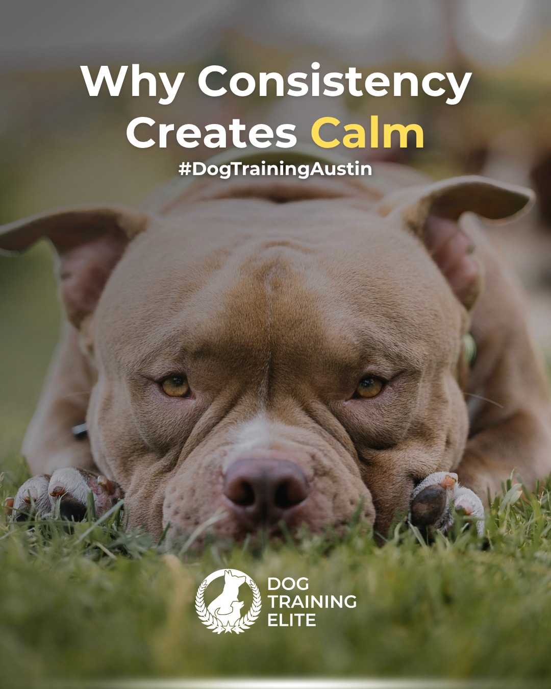 Dogs thrive on structure. When your expectations, commands, and routines stay consistent, your dog feels secure and confident because they have a better understanding of what you want. 

At Dog Training Elite Austin, we teach owners across Austin, Round Rock, and Cedar Park how to communicate clearly and build consistency through our training programs.

 Consistency doesn’t just shape behavior, it builds trust, reliability, and lasting obedience.

🐾💛From basic obedience to advanced service dog training, Dog Training Elite Austin helps dogs near Zilker Park build better behavior and stronger bonds this fall. 🐾
 



