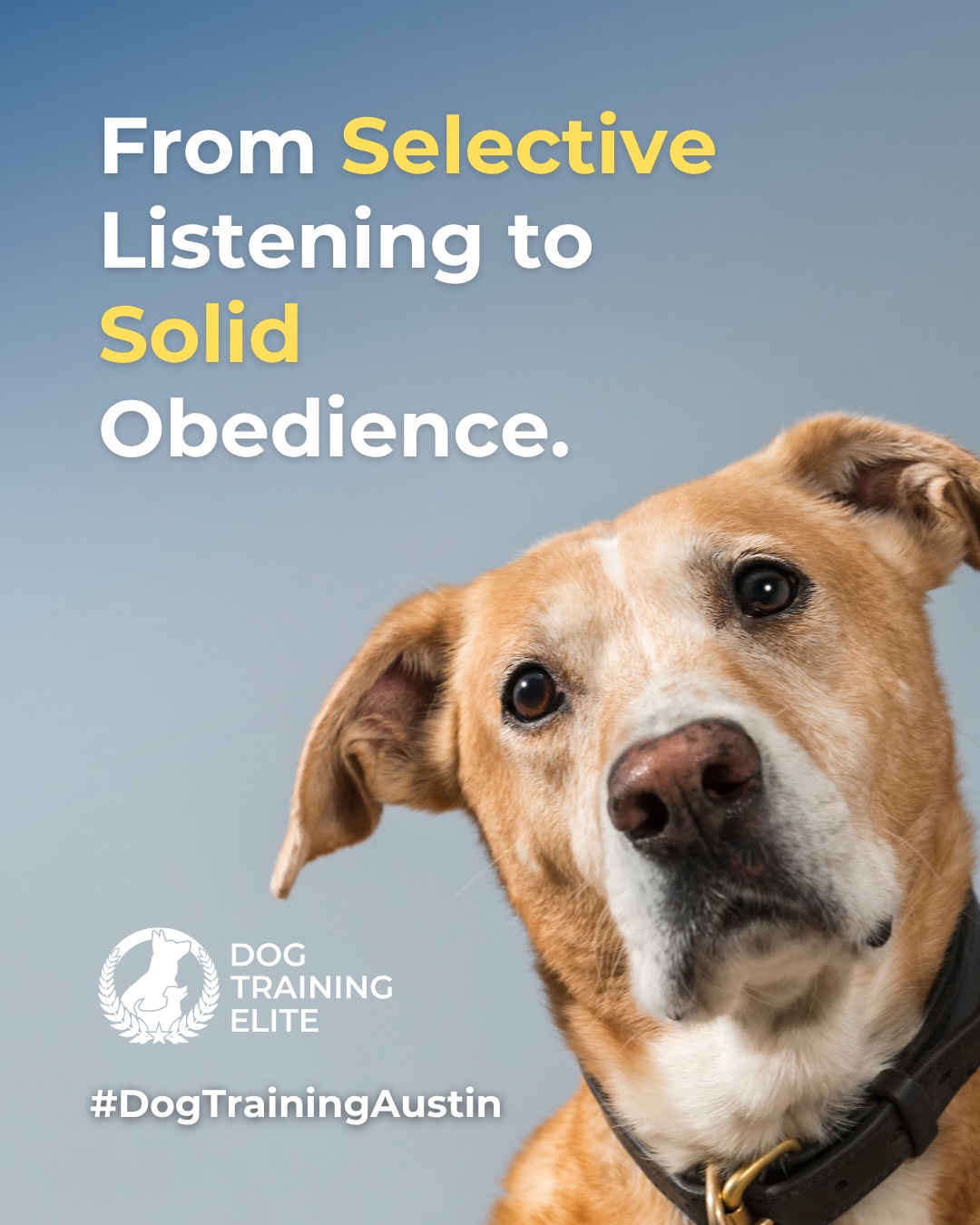Tired of repeating commands and your dog thinking they’re optional?

 Obedience training is more than sit and stay. It’s about building trust, focus, and understanding between you and your dog.
Through balanced training, your dog learns to respond reliably in any situation, at home, on walks, and around distractions in Austin and Round Rock.
 Give them the structure they need to feel secure, focused, and happy. 💪🐶
💪🐶

🎯 From basic obedience to advanced service dog training, Dog Training Elite Austin helps dogs near Zilker Park build better behavior and stronger bonds this fall. 🐾
 📍 https://maps.app.goo.gl/mzC5PCNAg2Btm23J9


