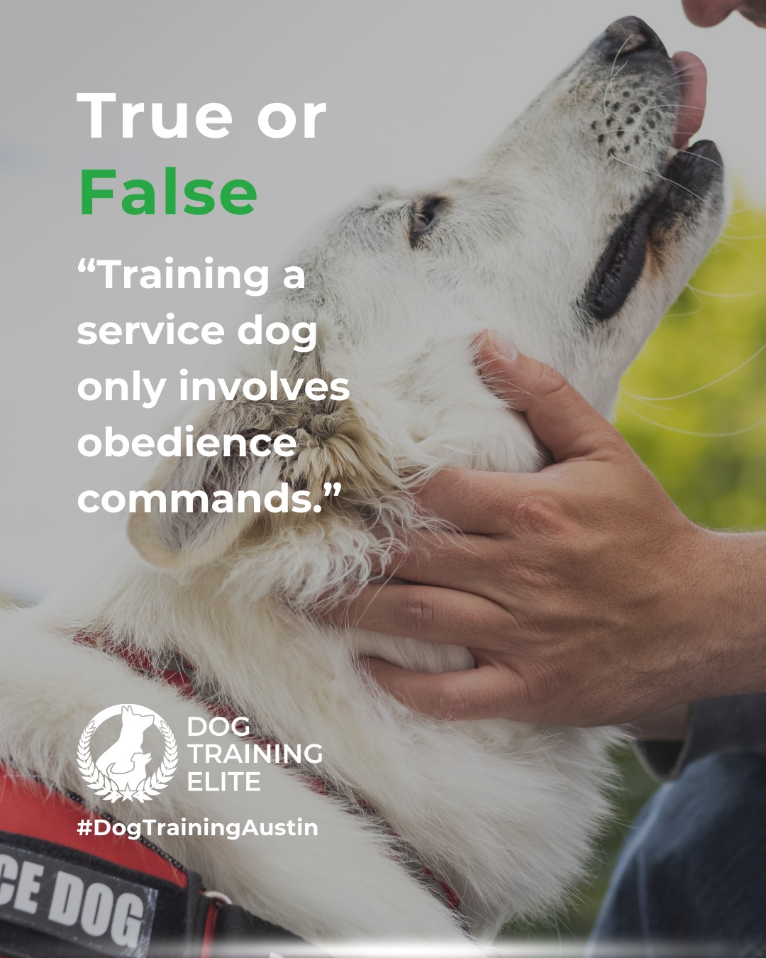 Service dog training goes far beyond basic obedience. Dog Training Elite Austin teaches task-specific skills tailored to the handler’s needs, ensures dogs are comfortable and confident in public, and focuses on socialization to handle real-world distractions. This comprehensive training builds reliability, independence, and trust between dog and handler.

🎯 Warm up your winter with a well-trained pup. Schedule your free in-home evaluation and see why families in Austin, Round Rock, and surrounding areas trust Dog Training Elite for results that last through every season.
 📍 https://maps.app.goo.gl/mzC5PCNAg2Btm23J9



