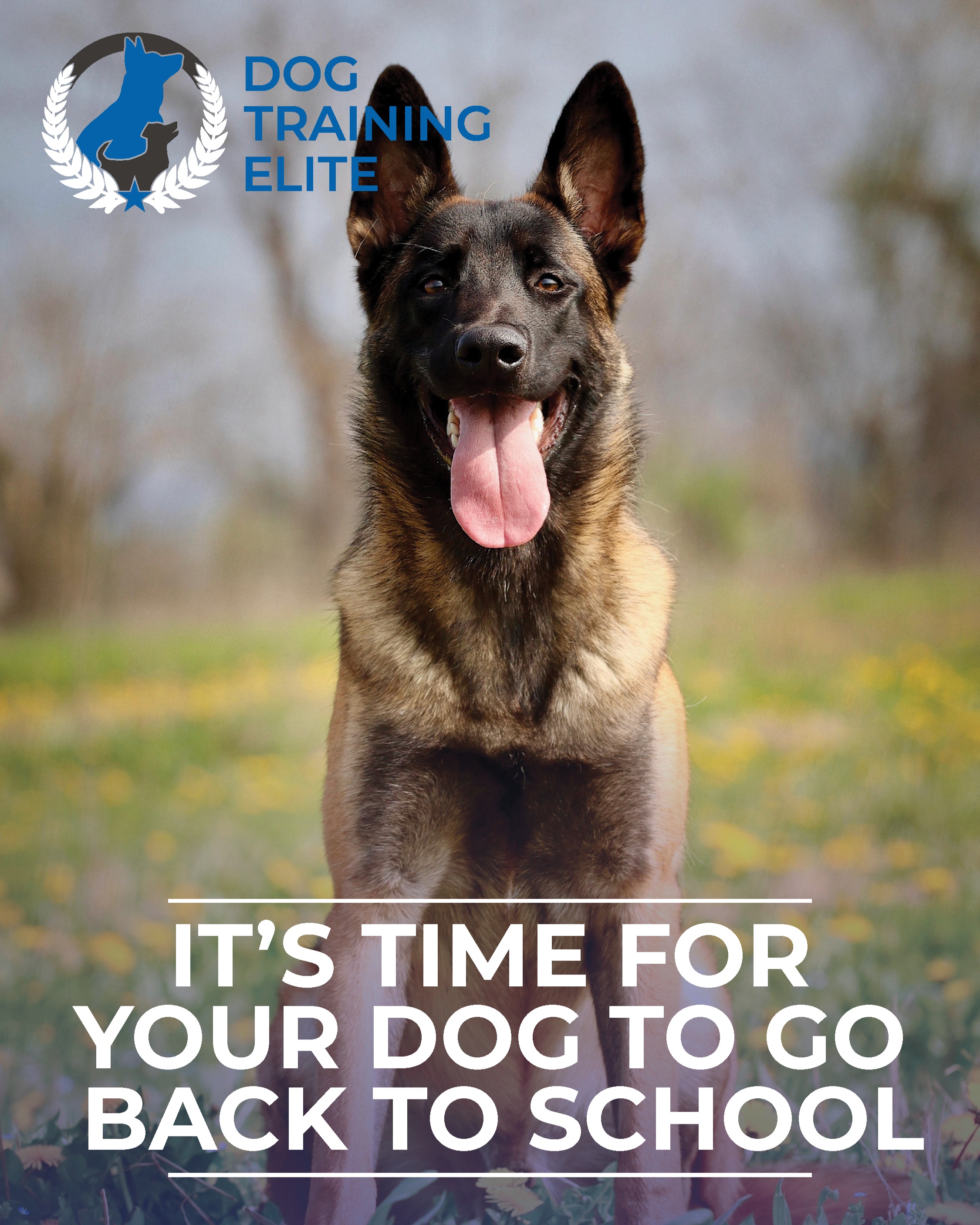 Dogs have been shaped by humans to work with them ... and they love it.

Are you ready to learn how to communicate with your dog so he can become a well- behaved and happy best friend ?

Contact us for a free- evaluation and let's prepare your dog's back to school together !

DOG TRAINING ELITE BROWARD
☎+1 305.407.3438
📨Broward@dogtrainingelite.com
💻https://dogtrainingelite.com/fort-lauderdale

