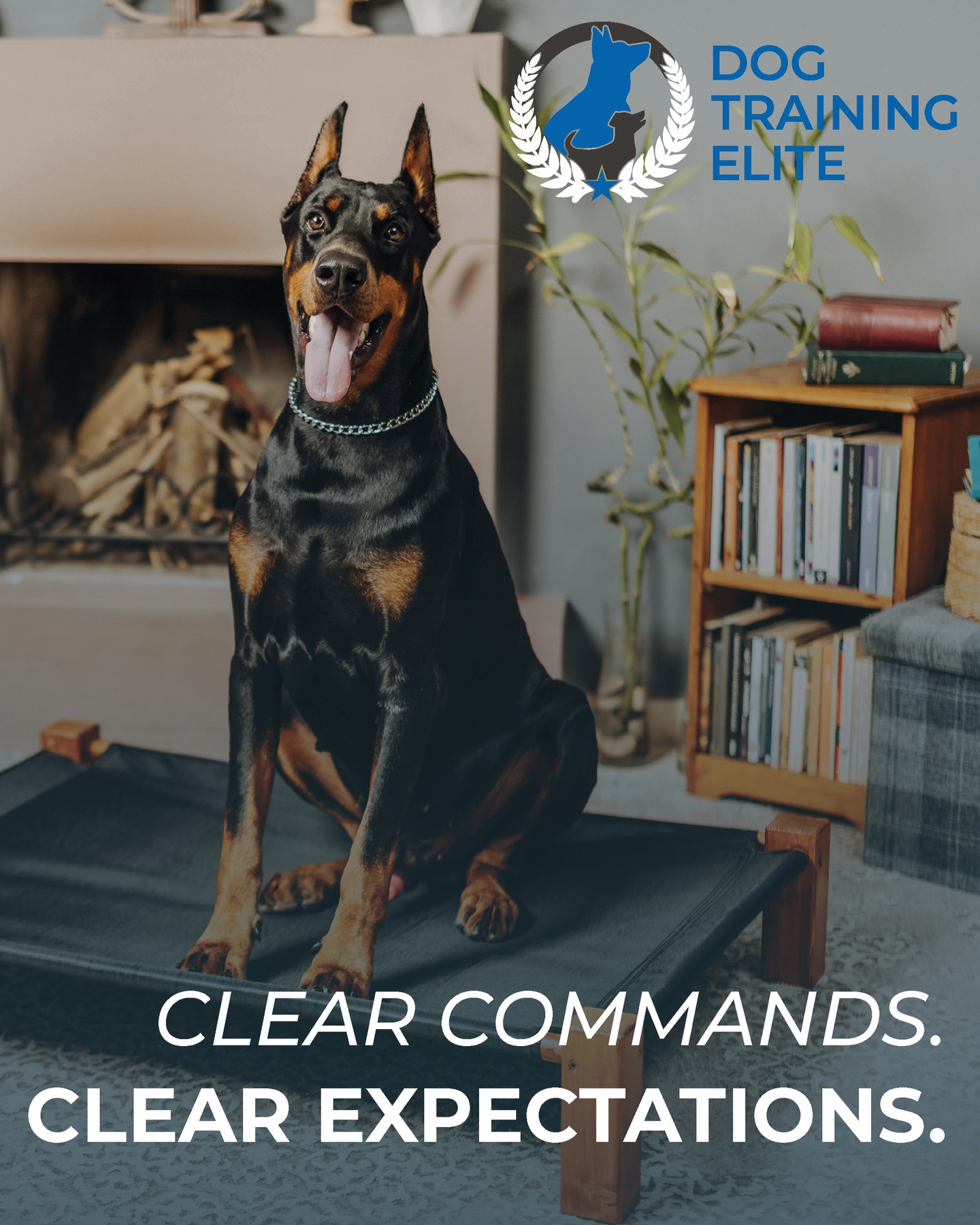 My dog ​​understands everything, he's practically human, he's so close to being human: these are just some of the comments that often lead to communication problems with dogs.

Dogs have their own language. 

They do their best to understand us and make themselves understood. 

And when we make the effort to do the same, then the magic happens, a bond is built, and the dog truly becomes an exceptional companion.

This is our passion and we love to share it to see happier Dogs and happier Dogs parents.

As for a free evaluation today : we come to your house, listen to your expectations, evaluate your dog and build a program for you !

DOG TRAINING ELITE BROWARD
☎+1 305.407.3438
📨Broward@dogtrainingelite.com
💻https://dogtrainingelite.com/fort-lauderdale

