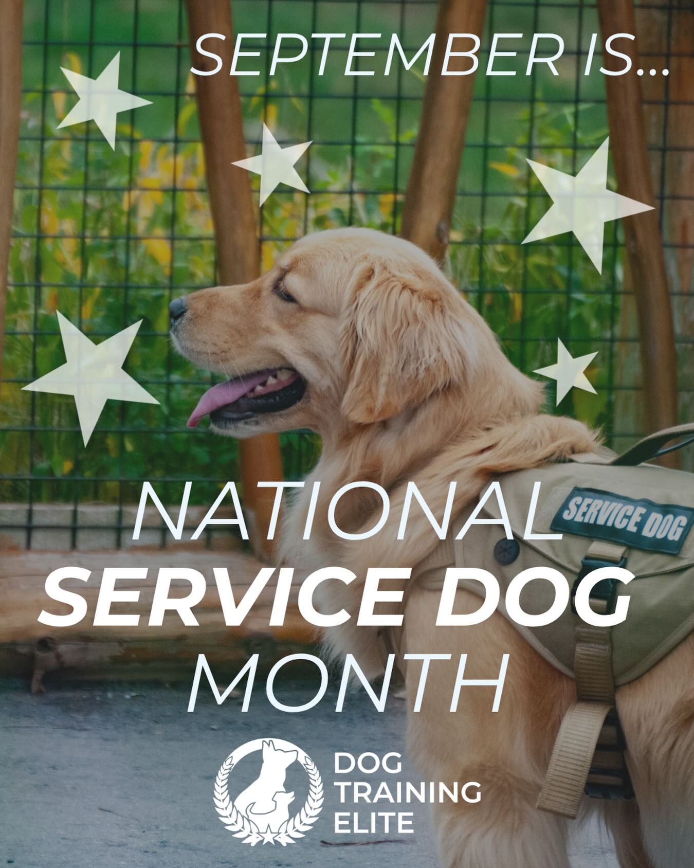 Service dogs help humans and save lives everyday.

They are highly trained dogs who perform technical tasks to make life with a disability easier.

We train and test Service Dog for psychiatric/PTSD, mobility support, autism support and medical alert.

Schedule your free assessment now !

