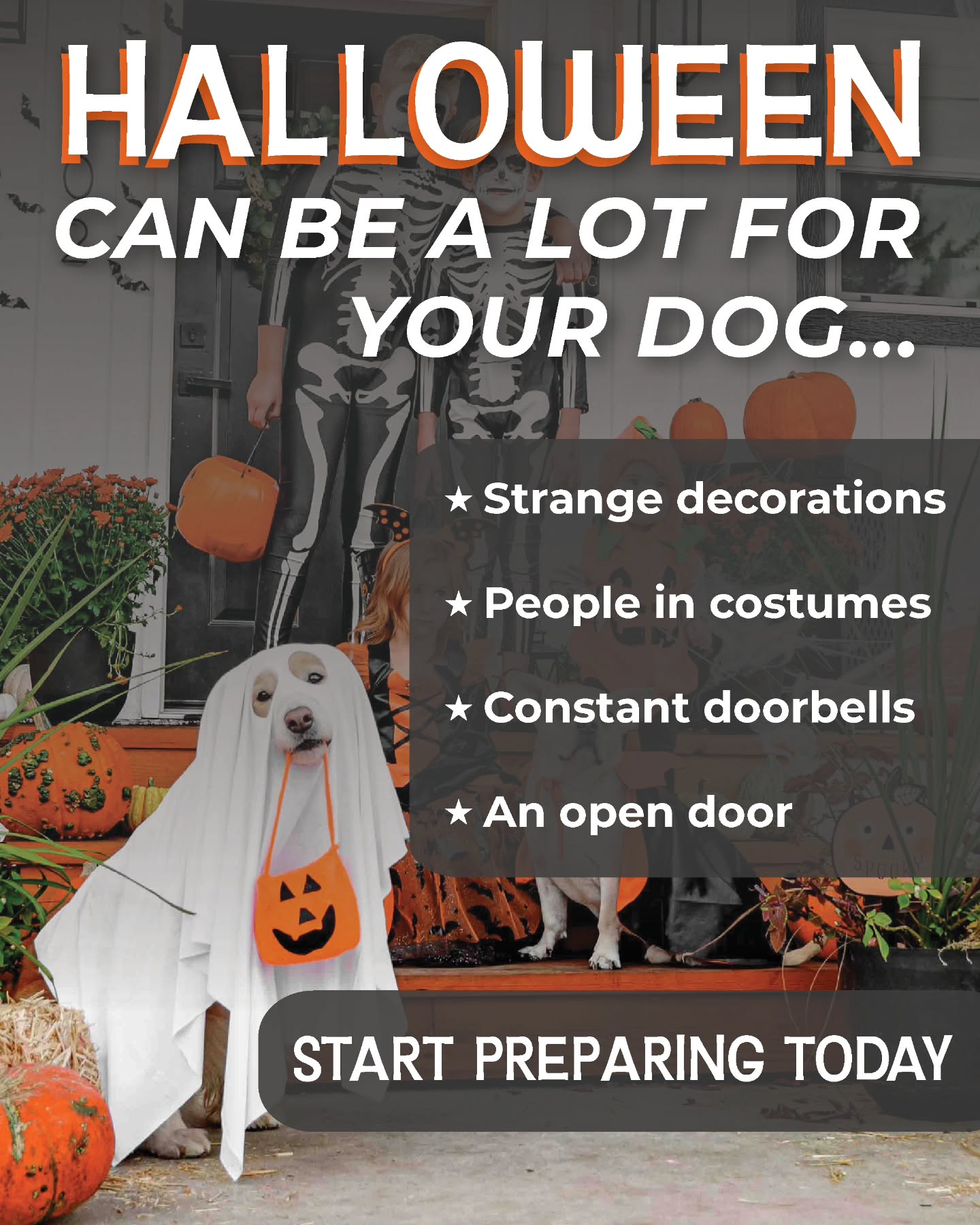 Don't wait the last minute to realize that Halloween is going to be a terrible time for your dog ! 

Most of us love the Halloween atmosphere : decorations, costumes, kids'game...

But this is very unusual for most dogs.

Contact us if you want your puppy to be ready for a Happy Halloween season 👻

