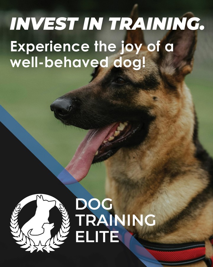 Imagine having a well-behaved pup that listens to you both at home and out in the park! At Dog Training Elite Lexington, we're here to help with our personalized and fun dog training options. For families in Lexington, Richmond, and Georgetown, we offer in-home dog training programs that tackle all sorts of pup behaviors&mdash;from basic obedience to advanced service dog training. Our group dog training classes are also popular because they give your dog the skills they need with the added benefit of social interaction. If one-on-one attention sounds more your style, our private dog training lessons are perfect for creating stronger bonds and addressing unique challenges. To get started on transforming your pup's behavior, visit us today! http://www.dogtrainingelite.com/lexington