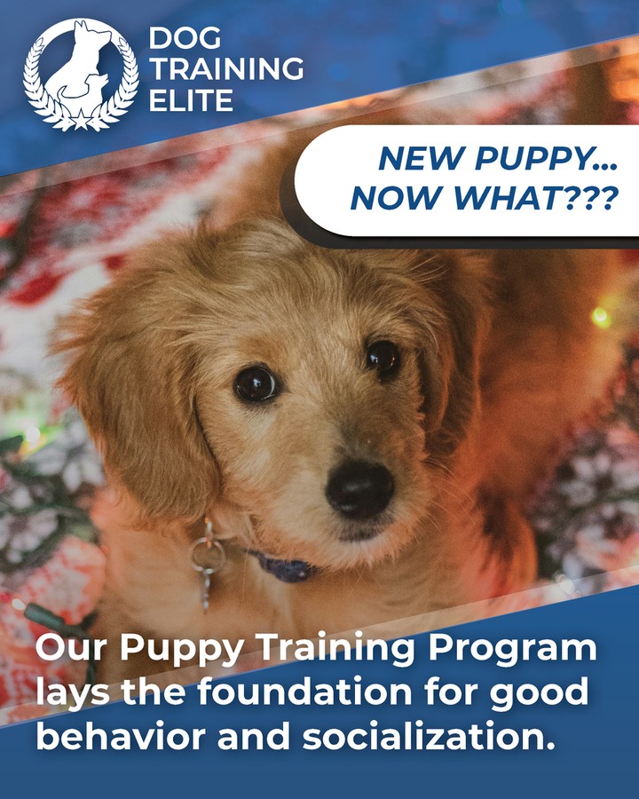 Does Santa have a new puppy packed in his sleigh for you? Check out Dog Training Elite Lexington! We specialize in in-home dog training, private puppy lessons, and group dog training classes. Our programs include obedience training for dogs of all sizes and ages. If you need elite dog training services in Lexington, Richmond, or Georgetown, we're the solution you've been looking for. Train your dog the way you've always dreamed of and transform your bond into something extraordinary. Find out more on our website. http://www.dogtrainingelite.com/lexington