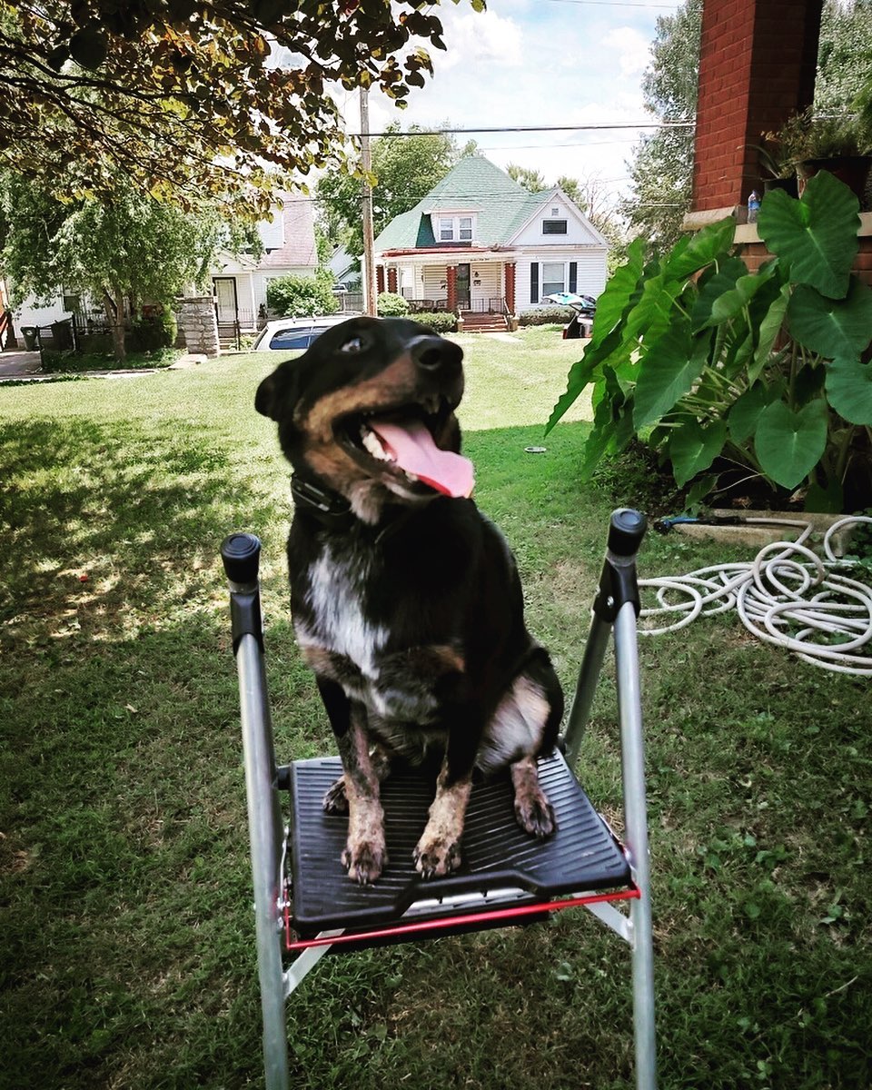 This is Bear. He is an energetic boy but is now in complete control as he moves through our gold package! His confidence grows with each session and we love to see it! Here he is on place with the step ladder, and he has also conquered all 4 other place objects during training! 🐾💙