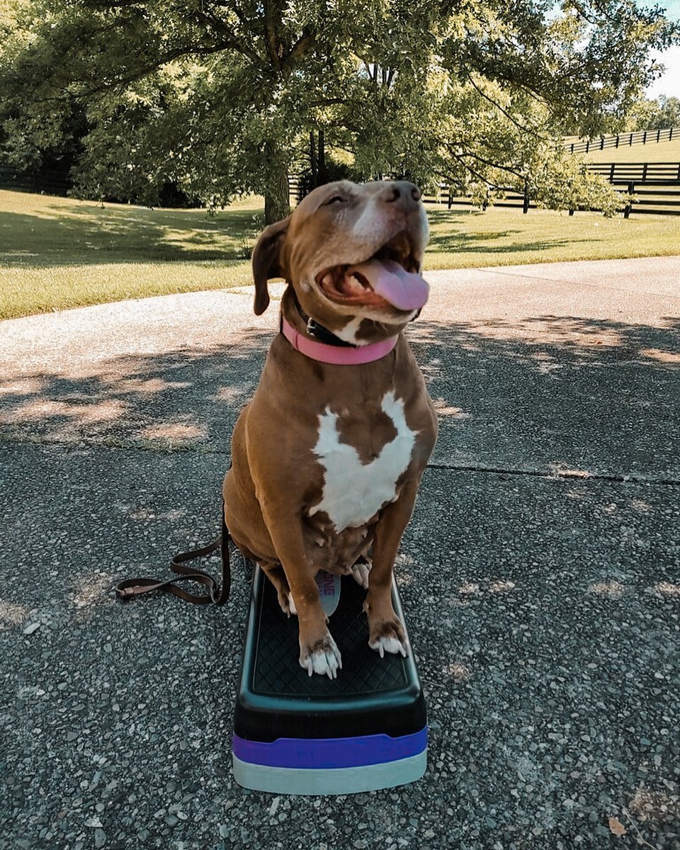 Look at this sweet & CONFIDENT girly 🐾🤍 Molly is currently going through training & is doing great! We want to help strengthen your relationship with your dog!! Give us a call to schedule your F R E E in home evaluation 🐶