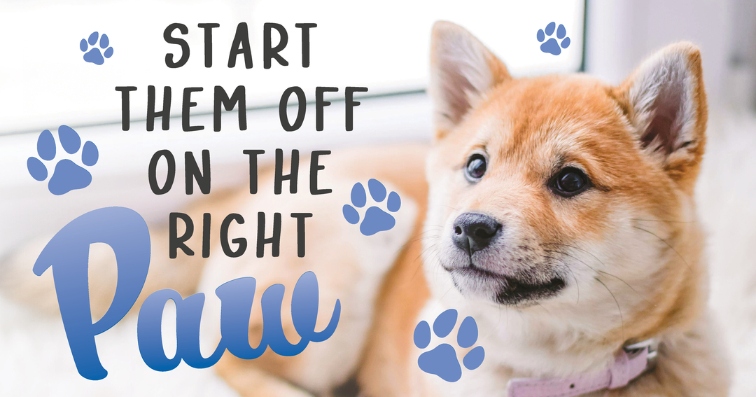 Ready to start your pup off on the right paw? At Dog Training Elite Lexington, we specialize in creating a lifelong bond between you and your pup through our varied training methods. Our in-home dog training offers one-on-one attention for personalized success, while our group dog training classes help socialize your dog in fun and structured settings. We proudly serve dog owners in Lexington, Richmond, and Georgetown, offering everything from obedience training for dogs to elite service dog training. Contact us today to see how we can help your best friend become their best self. Discover the difference with Dog Training Elite Lexington!

http://www.dogtrainingelite.com/lexington