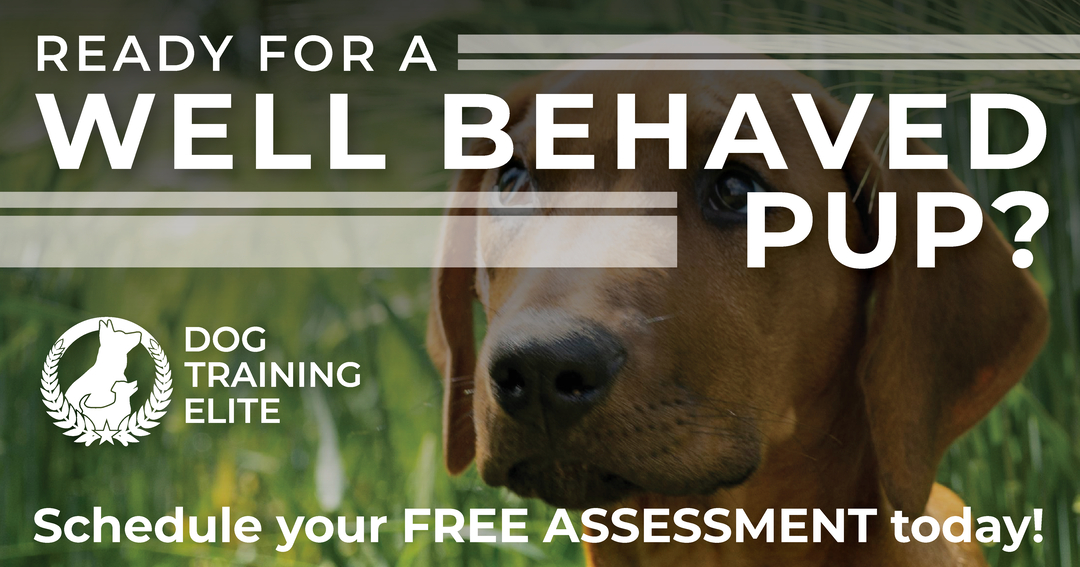 Are you ready to enjoy more adventures with your pup? At Dog Training Elite Lexington, we're the experts in helping dogs become well-behaved companions. Whether you need in-home dog training or are interested in group dog training classes, our professional trainers tailor sessions to fit every dog and family. We offer elite dog training and specialize in obedience training for dogs, ensuring each session is fun and effective. Reach out today and discover how we can help your dog achieve its best behavior. Explore our free assessment offer and take the first step toward transforming your dog's skills! http://www.dogtrainingelite.com/lexington