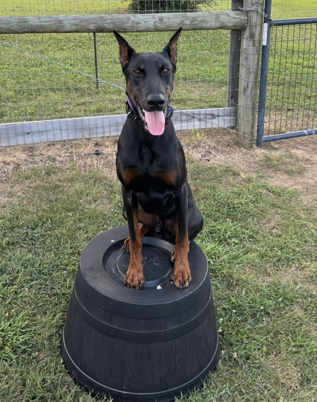 That focused sit you see in the photo is what we work toward in real life, not just in a quiet room. If you&rsquo;ve been searching for dog training near me, Dog Training Elite Lexington offers in-home dog training and private dog training lessons across Lexington, Richmond, and Georgetown. We teach clear rules and reliable listening with obedience training for dogs, including leash walking, sit, stay, come, and calm behavior around distractions. If your dog needs to practice around other dogs and people, we also offer group dog training classes to build manners and impulse control. For families who need extra support, we provide service dog training with step-by-step skills that match your needs, using a positive approach that helps your dog learn without fear. http://www.dogtrainingelite.com/lexington