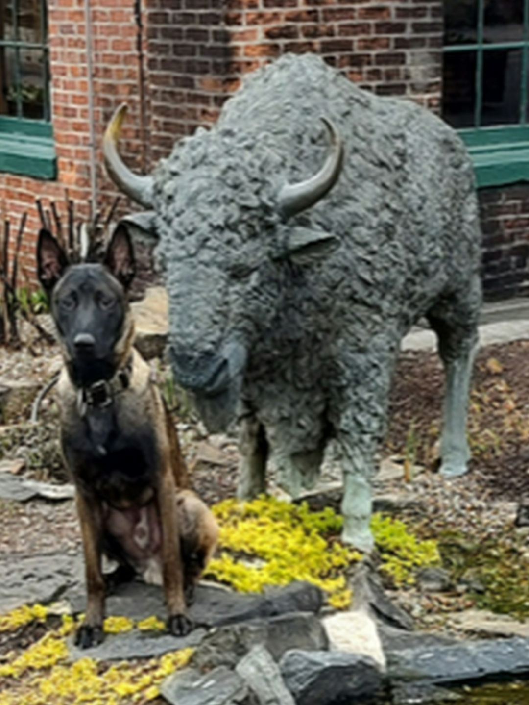 Bourbon country manners, unlocked. 🥃

We recently spent the day working with a client on public access training at the famous Buffalo Trace Distillery, and this pup handled the historic grounds, curious visitors, and busy tour groups like a pro. Outings like this are a big part of our training, because dogs needs to stay calm and focused, even when being stared down by a buffalo, everywhere from gift shops to guided tours. As a dog trainer serving Louisville, Prospect, and Indian Hills, we love taking training beyond the backyard and into the real places our clients actually go.

🦮 Service dog training Louisville KY handlers can count on
🦮 Public access practice in real-world settings
🦮 Therapy dog training for calm, confident visits
🦮 Obedience training for dogs that holds up anywhere
Fall is a perfect season for these kinds of field trips, and every program starts with a free in-home assessment so we can build a plan around your dog and your goals. If you need a dog trainer who can help your pup handle new environments with confidence, we would love to meet you. Get started here: https://dogtrainingelite.com/lexington