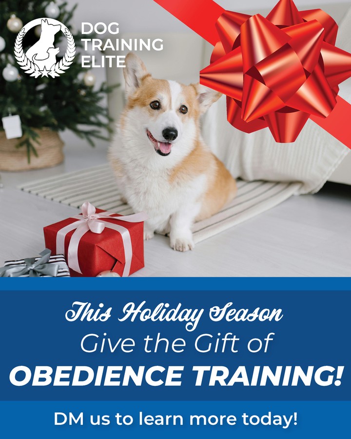 BLACK FRIDAY Special! Now through December 20th we are taking $100 off any training program with the donation of a child's toy, game or clothing item which will then be placed with a local charity. Whether you're in Lexington, Richmond, or Georgetown, our personalized programs bring real results by building a solid foundation, one puppy at a time. Experience how rewarding life can be with a well-trained pup by your side. Start your dog’s training journey with us today.
http://www.dogtrainingelite.com/lexington