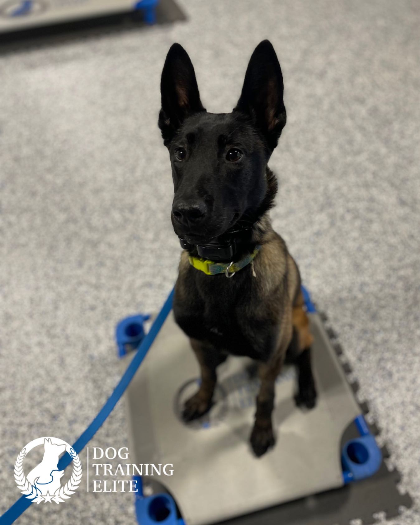 Can you guess what kind of dog this is? 🐶💙🐾