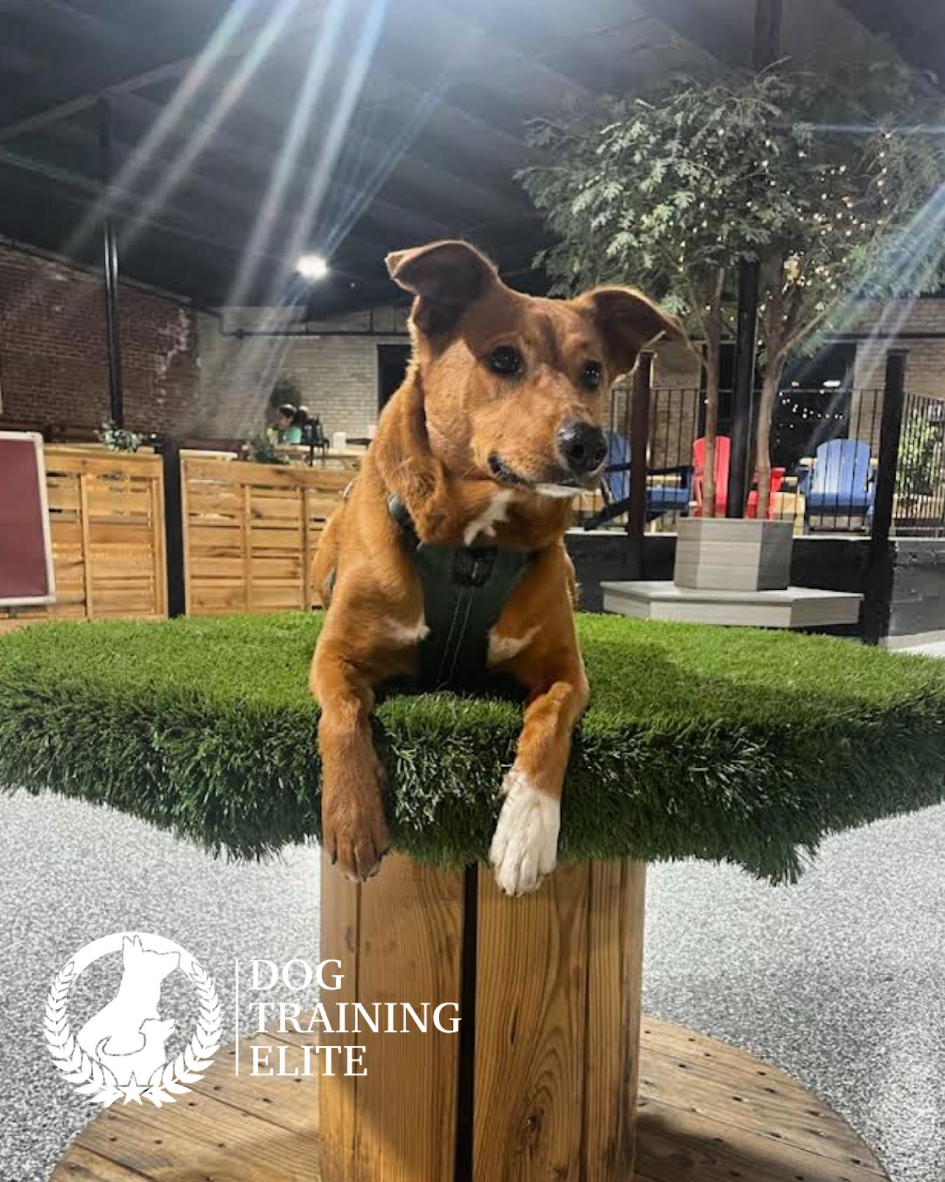 River practicing ‘place’ at @park9dogbar !! So proud of this sweet girl 💙