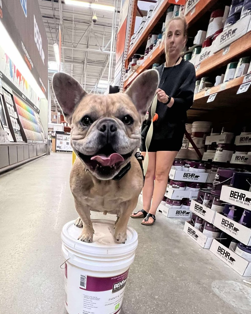 🥳 Way to go Duke! 🐾

Heather’s pup showed off his training at Home Depot this week, placing like a pro on multiple objects, even with distractions all around. 🛒

This is what strong obedience looks like: focus, trust, and confidence in any environment. 🌟

💙 Drop a 🐶 in the comments to celebrate Duke’s win!
📍 Training available across Massachusetts – DM us to get started.


