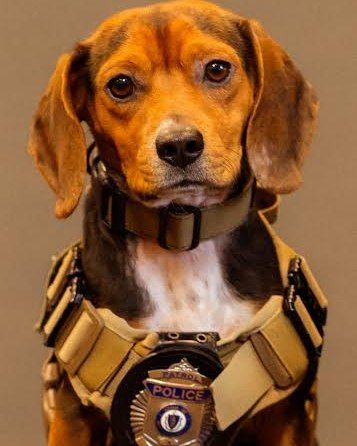 🎓🐾 Meet Maverick, our newest Therapy Dog Graduate!

Maverick is officially serving as the Town of Ayer's therapy dog, supporting students and staff in local schools and helping the community whenever needed. ❤️

He's also a proud member of the NEMLEC STARS Team, providing comfort and support to schools across northeastern Massachusetts during difficult times.

We're incredibly proud of Maverick and all the hard work that brought him to this moment. His future is full of opportunities to make a difference, and we can't wait to see the impact he'll have on so many lives.

Drop a ❤️ below to help us celebrate Maverick!

