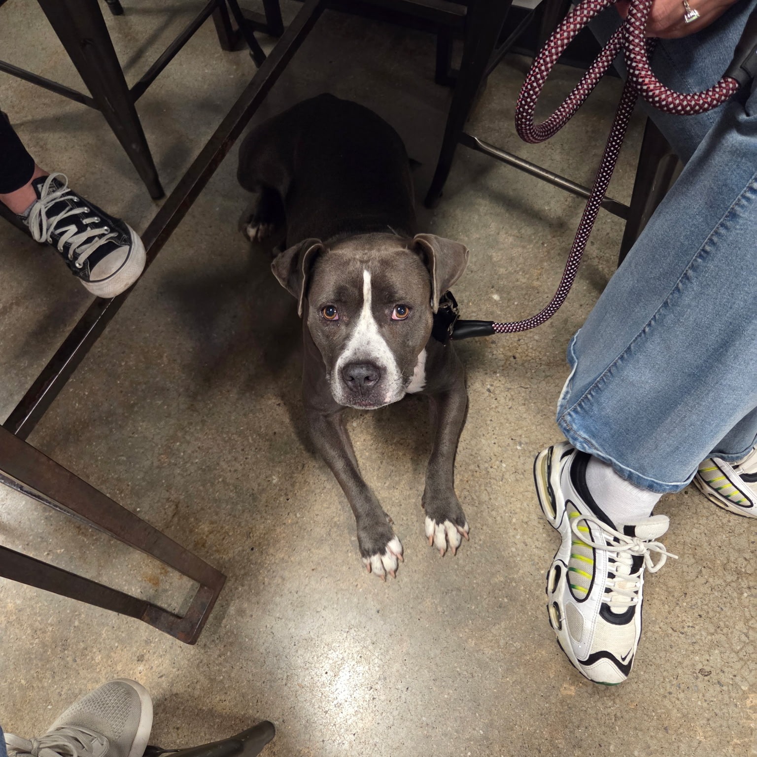 Good dogs get to go to breweries! 🍺🐶
Moma is mastering her “Under” cue — keeping her safe and tucked out of the way while enjoying real-world adventures.
Want to take your pup out to your favorite brewery? Let’s get started! 🐾
