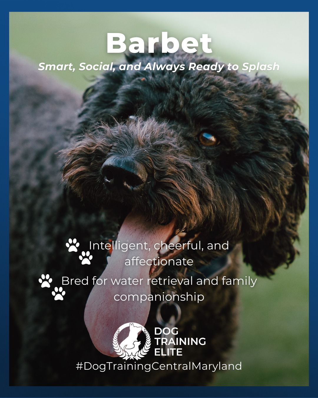 Meet the Barbet, a rare and versatile breed known for its joyful personality and love for water. With a balanced prey and play drive, Barbets thrive when their minds and bodies are both engaged.

Originally bred as water retrievers, they excel in obedience, agility, and outdoor adventures. Their affectionate nature makes them devoted family companions who love being part of the action.

Consistent, confidence-building training helps channel their enthusiasm into focus and reliability, whether they&rsquo;re at home or by the water.

🐾 Make better behavior your first win of the year. Book your free in-home evaluation and see why Annapolis and Columbia dog owners choose Dog Training Elite for real, lasting results.
 📍 https://maps.app.goo.gl/9YmD89xhkqBNA2Xy5


