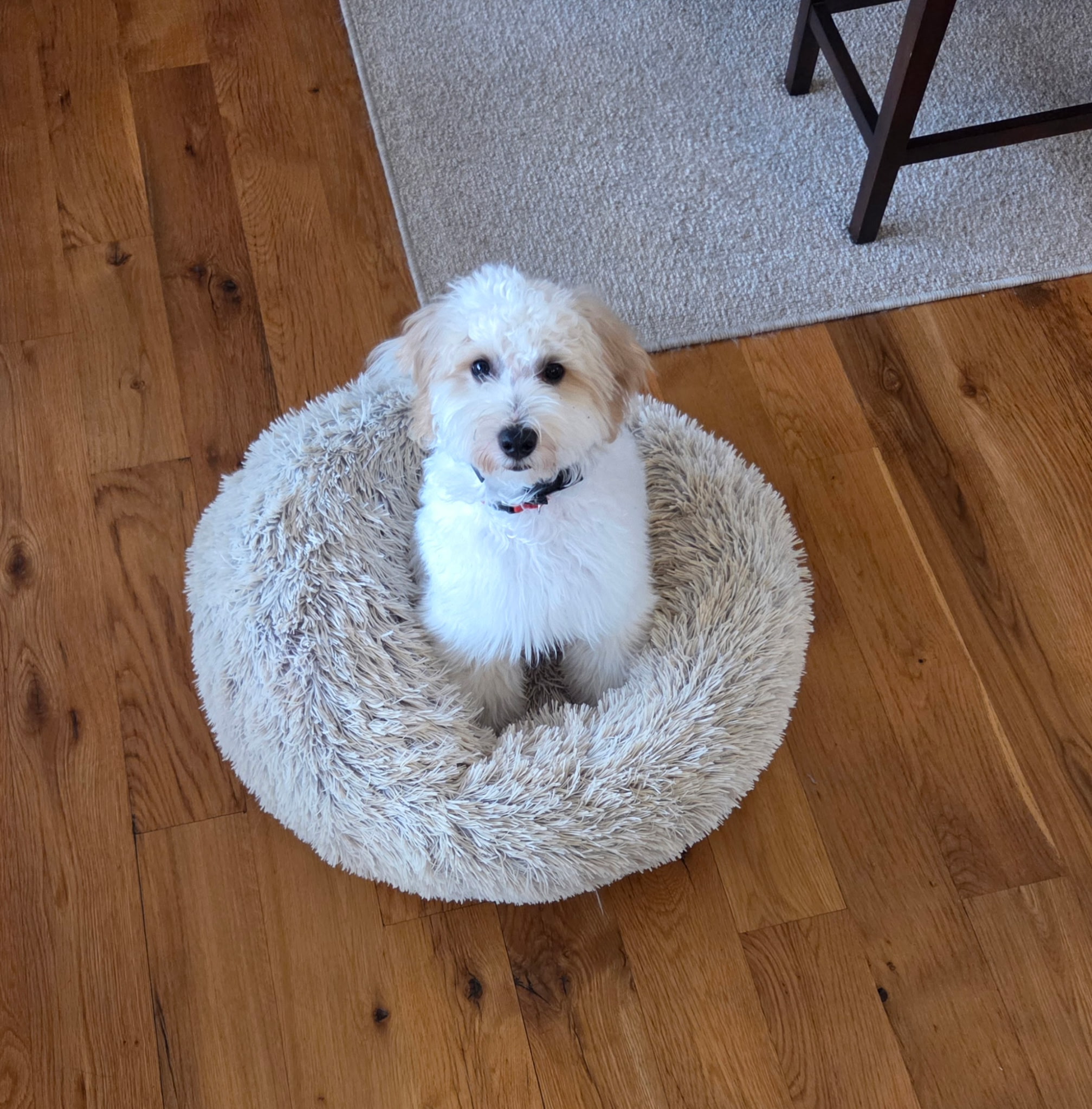 Little dog, big progress! Moose rocked his place command practice today. This skill teaches dogs to settle, stay focused, and relax even with distractions. Keep it up, Moose! 🐾