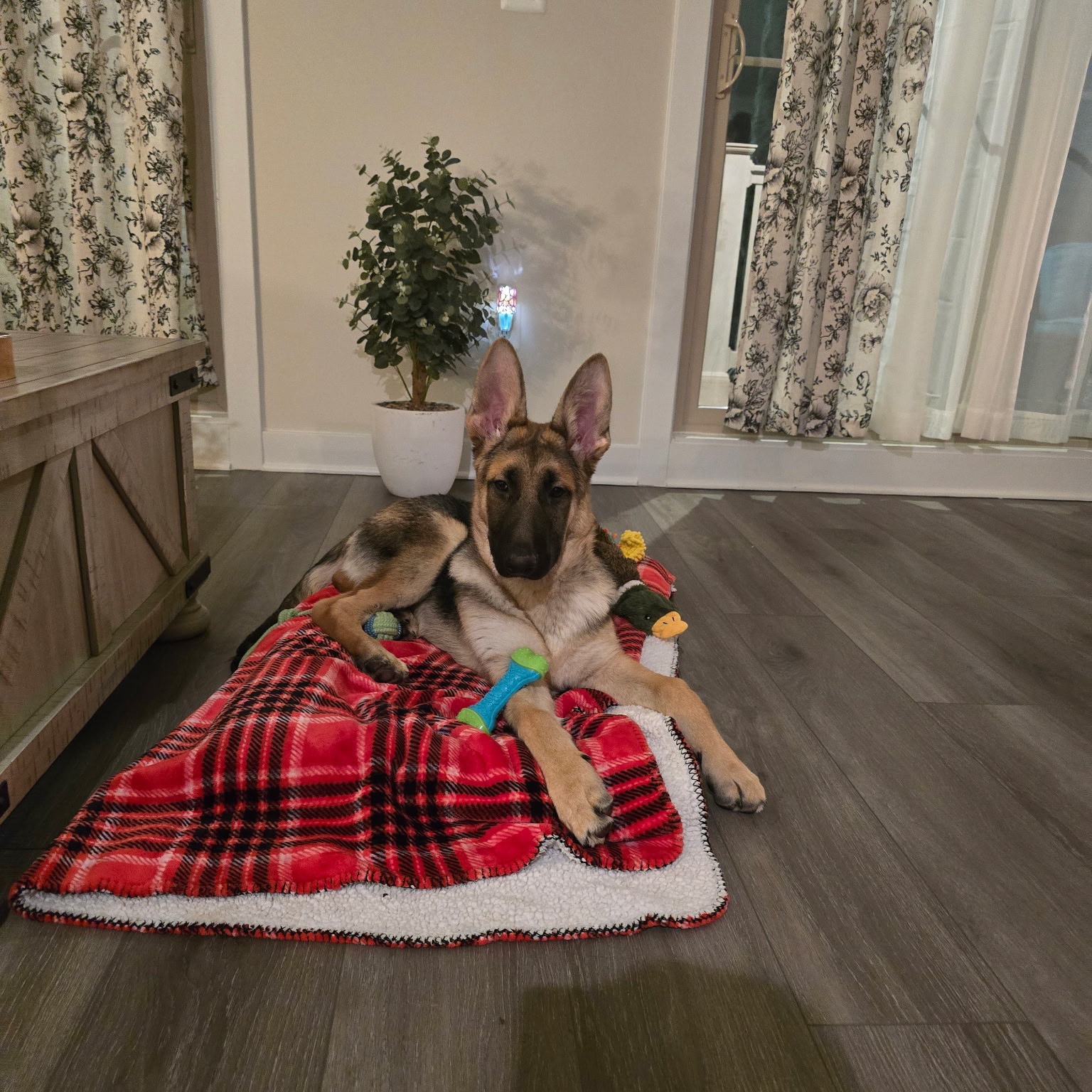 Welcome to the Dog Training Elite pack, Gunner! We&rsquo;re thrilled to have you and can&rsquo;t wait to help you reach your training goals. 🐶💛