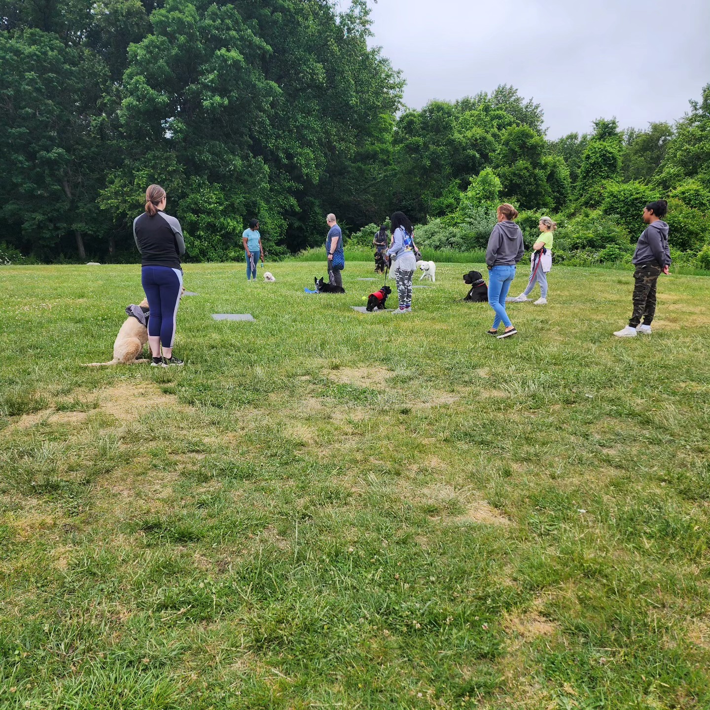 Great group today.  Want to join us?  All our packages include group practice. Great opportunity to be with other trained dogs!!!




