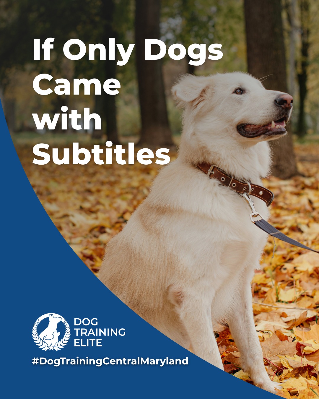 They’re not stubborn. They just don’t speak human. 🐾

If dogs had subtitles, training wouldn’t be necessary. Until then, we help you and your dog understand each other.
Dog Training Elite Central Maryland offers service dog, therapy dog, puppy, and advanced obedience training, all led by experienced local trainers.

 Let’s start speaking the same language today!

🎯 From basic obedience to advanced service dog training, Dog Training Elite Central Maryland helps dogs near Maryland State House build better behavior and stronger bonds this fall. 🐾



