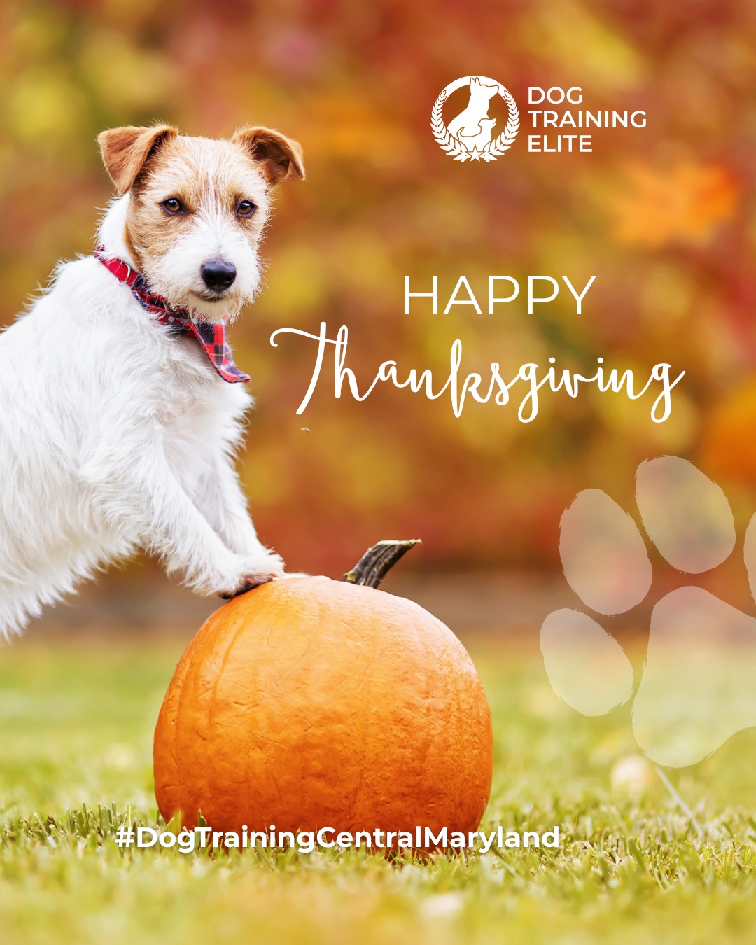 Pass the turkey... and the good behavior! 🦃🐶

We’re thankful for the dogs who teach us patience, laughter, and loyalty, and for the owners who put in the work to help them shine.

From polite table manners to peaceful holiday walks, Dog Training Elite Central Maryland helps families enjoy every moment together this season.

🎯 From basic obedience to advanced service dog training, Dog Training Elite Central Maryland helps dogs near Maryland State House build better behavior and stronger bonds this fall. 🐾
 📍 https://maps.app.goo.gl/9YmD89xhkqBNA2Xy5



