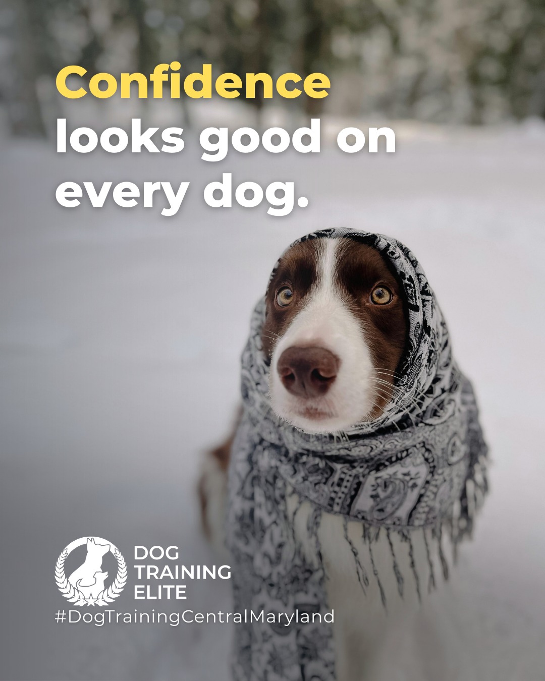 Is your dog&rsquo;s confidence holding them back?

Some dogs, especially those with high prey or protection drive, just need structure to channel that energy into focus and calm behavior. Training builds trust, direction, and the kind of confidence that shows in every step.

🐾 Make better behavior your first win of the year. Book your free in-home evaluation and see why Annapolis and Columbia dog owners choose Dog Training Elite for real, lasting results.
 📍 https://maps.app.goo.gl/9YmD89xhkqBNA2Xy5



